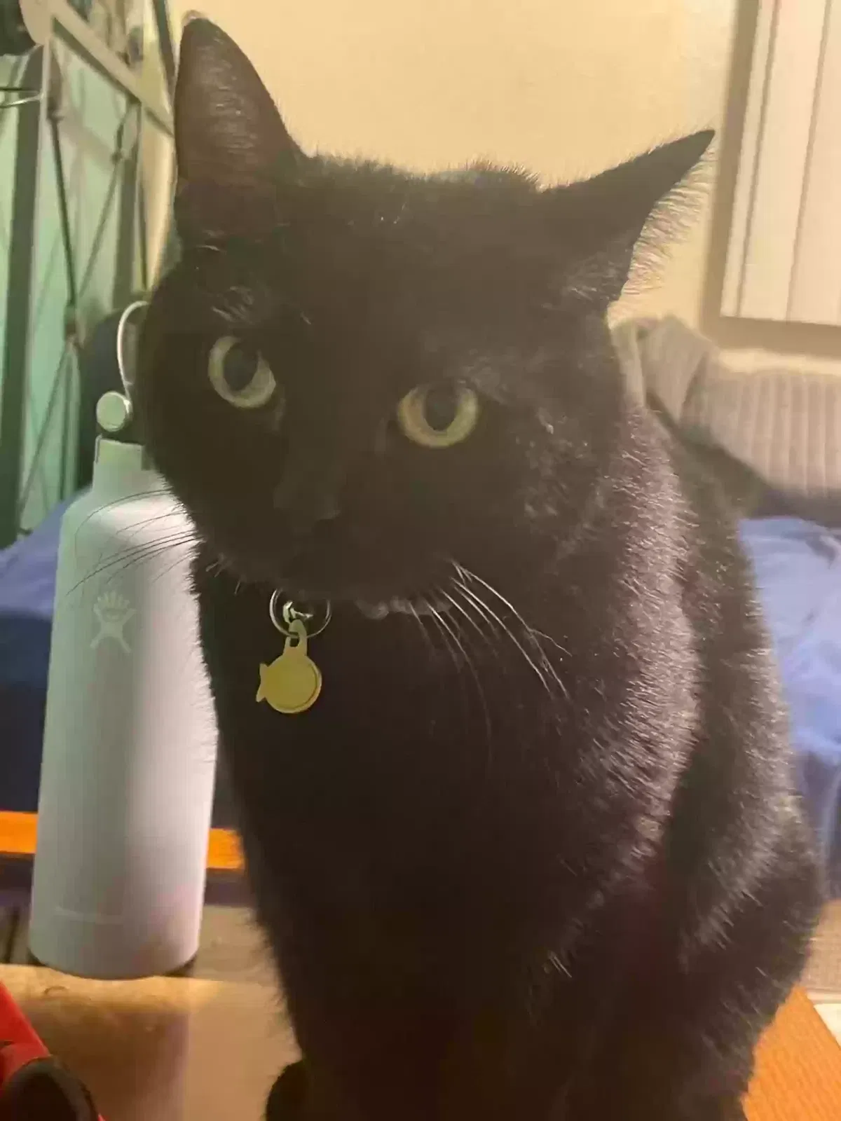 Lost cat in Tucson, AZ, 85743