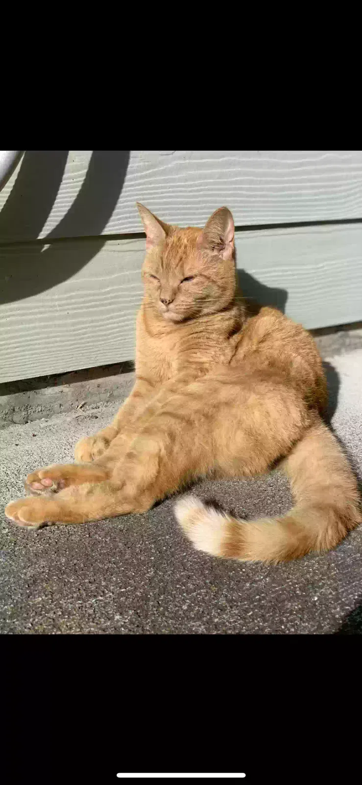 Lost cat in Lacey, WA, 98503