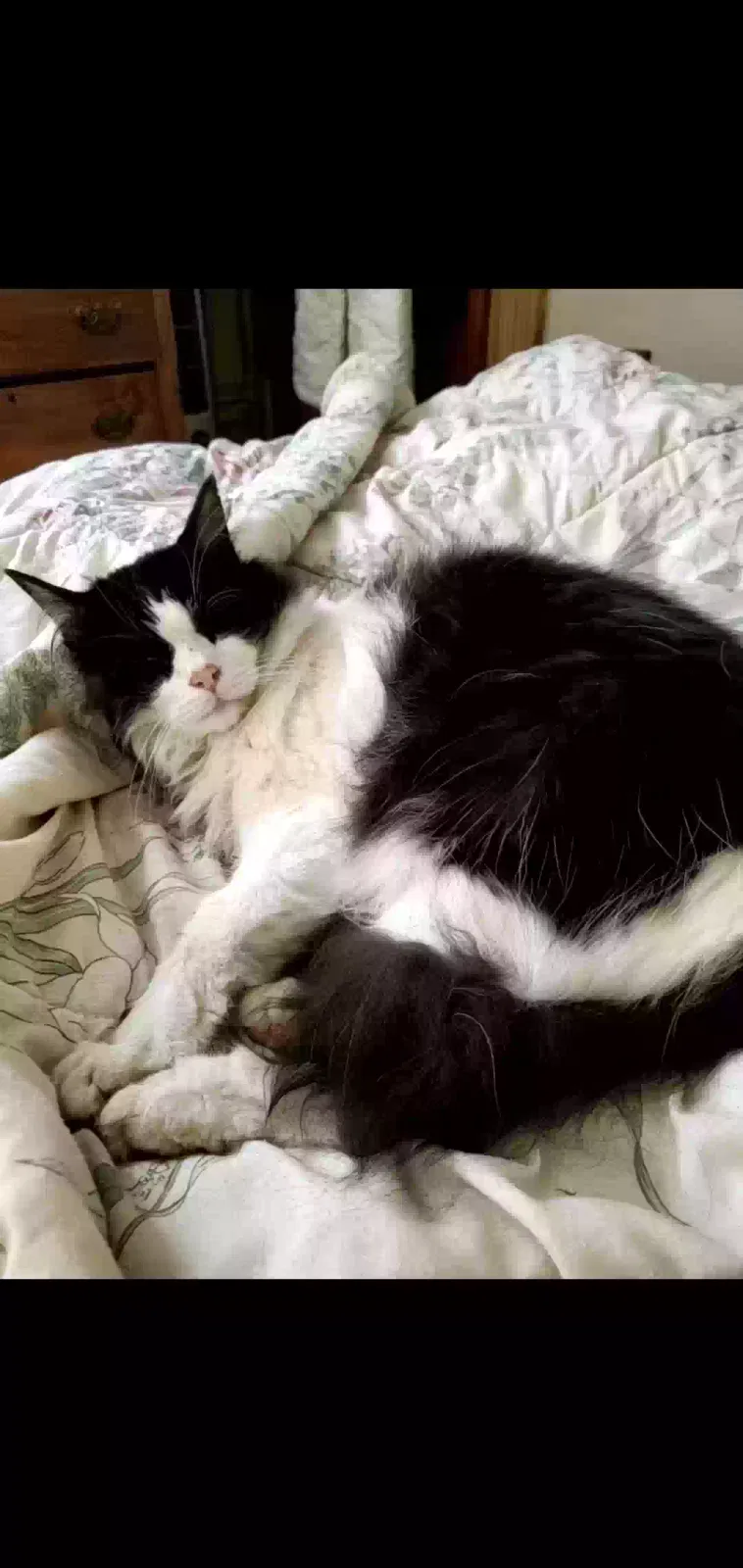 Lost cat in Atlanta, GA, 30317