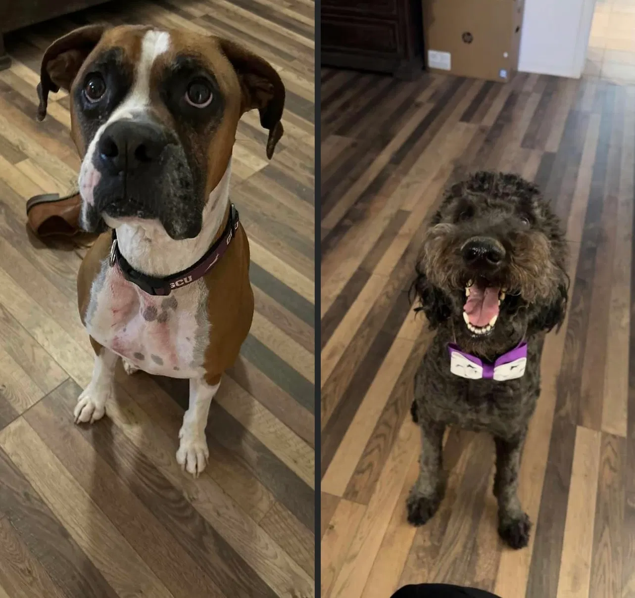 Lost dog in Tucson, AZ, 85756