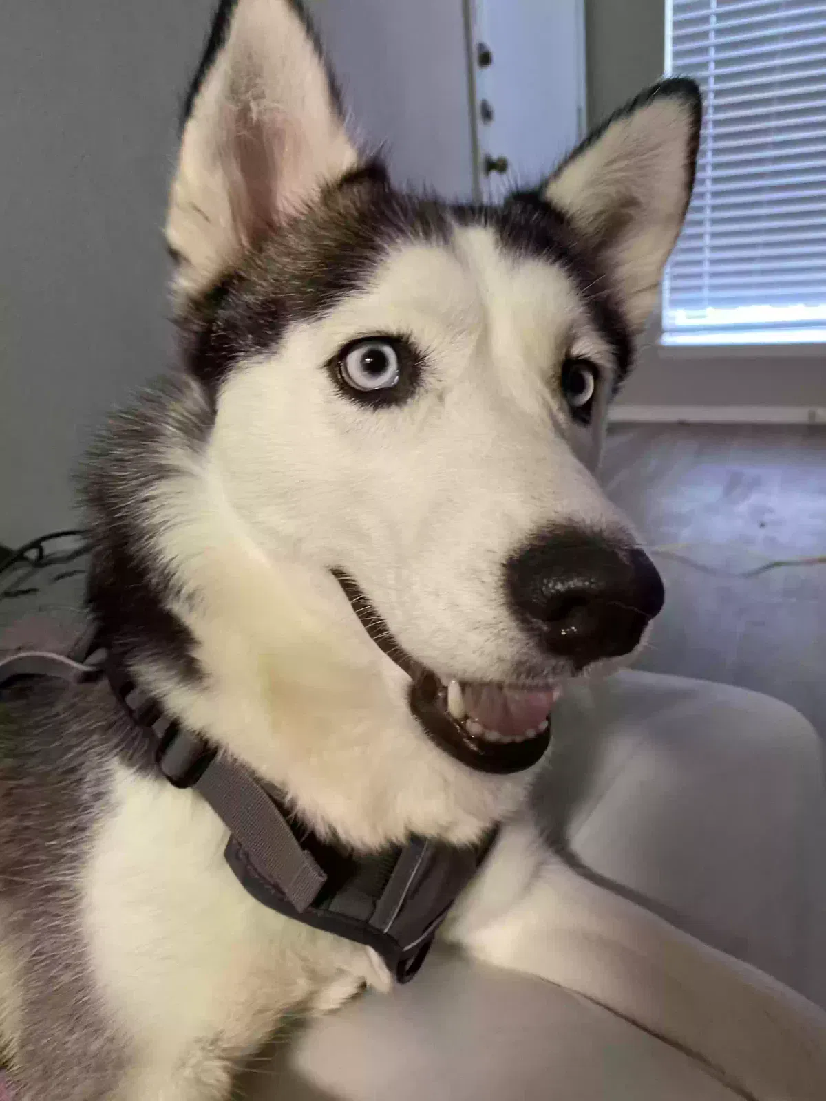 Lost dog in Dallas, TX, 75252