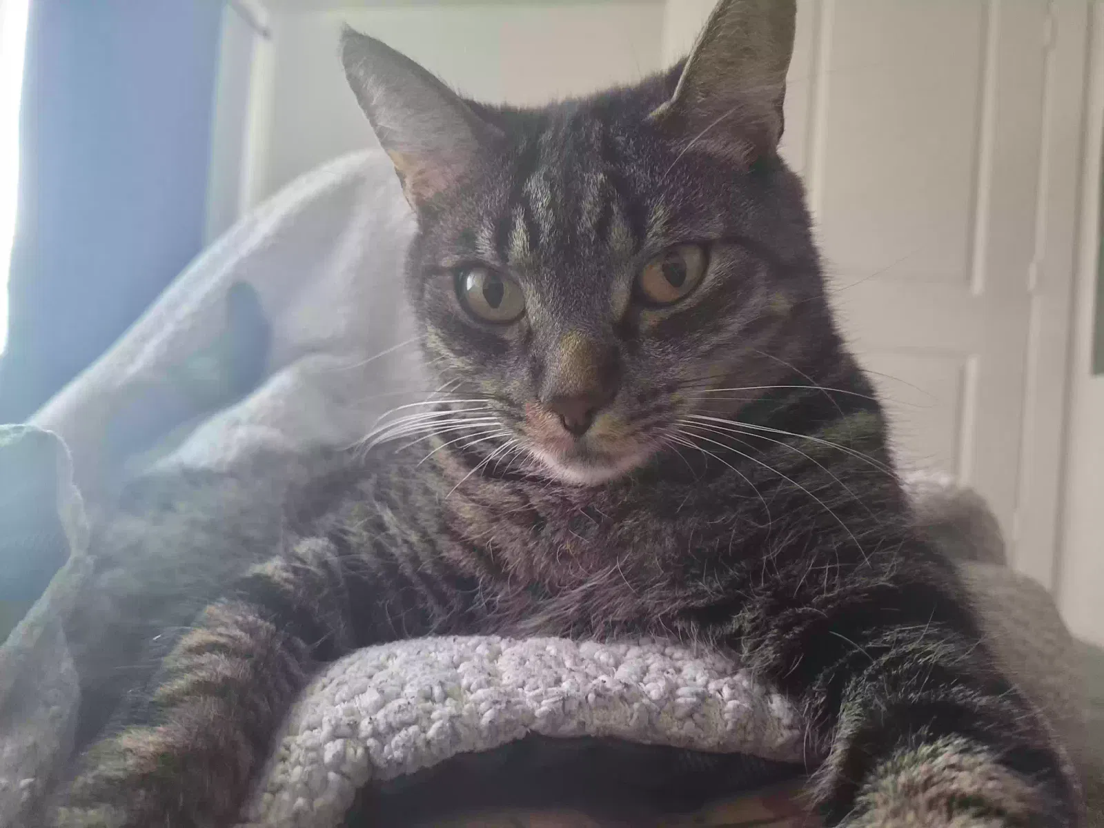 Lost cat in Maxwell, TX, 78656