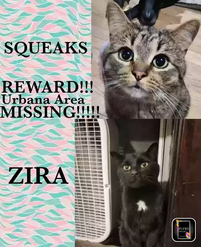 Lost cat in Urbana, OH, 43078