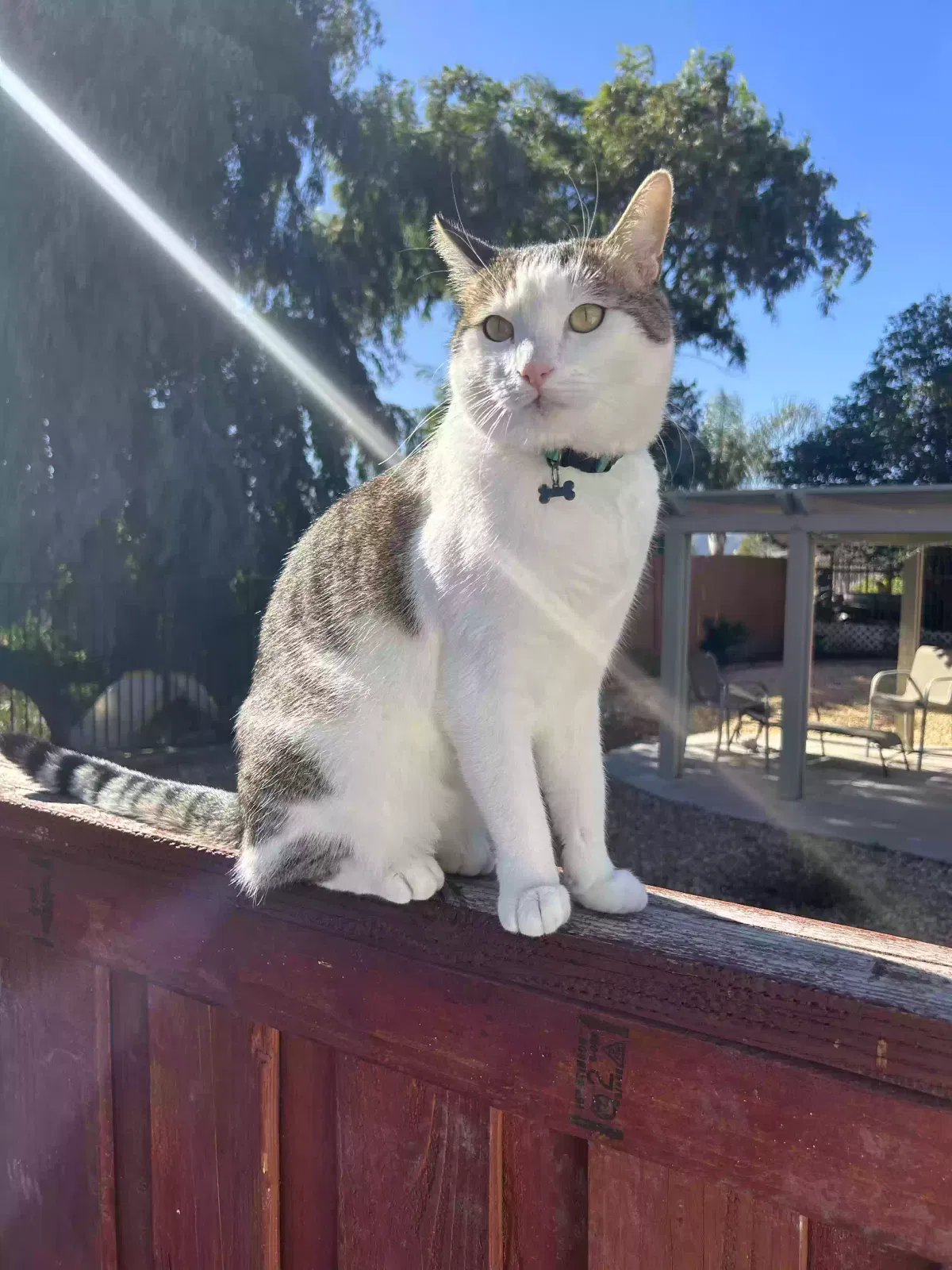 Lost cat in Temecula, CA, 92591