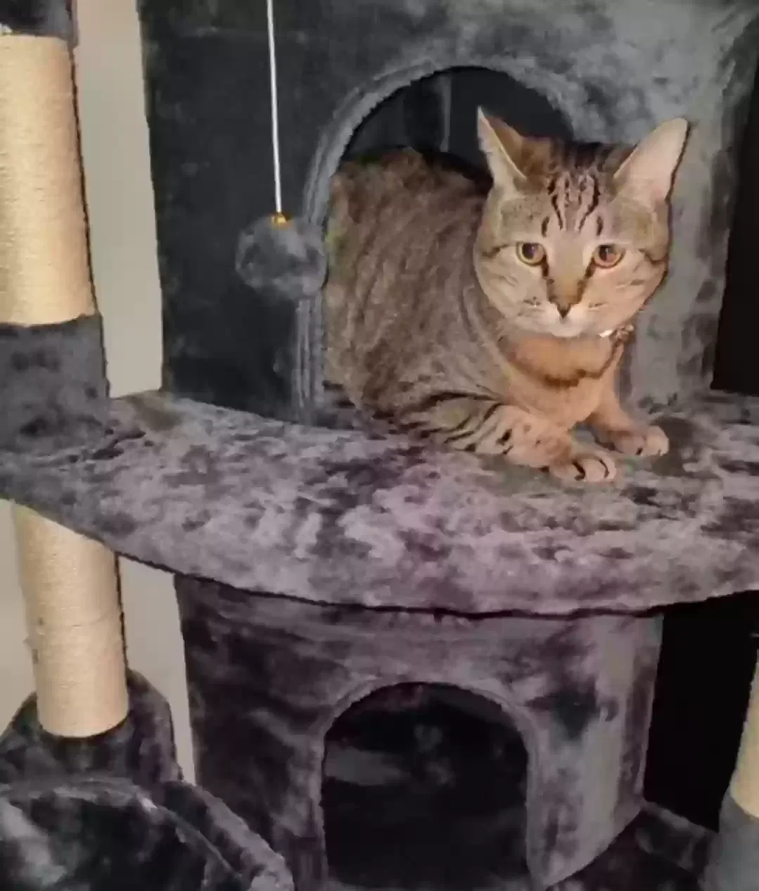 Lost cat in Jacksonville, FL, 32210