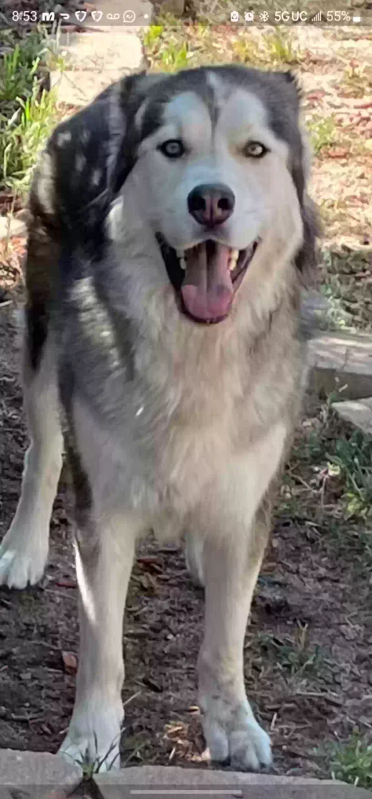 Lost dog in Peyton, CO, 80831