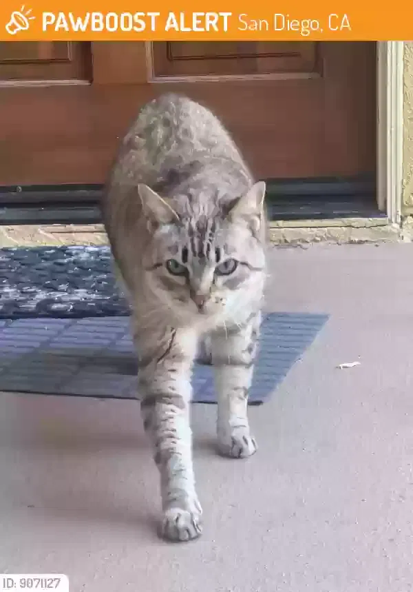 Lost cat in La Jolla, CA, 92037