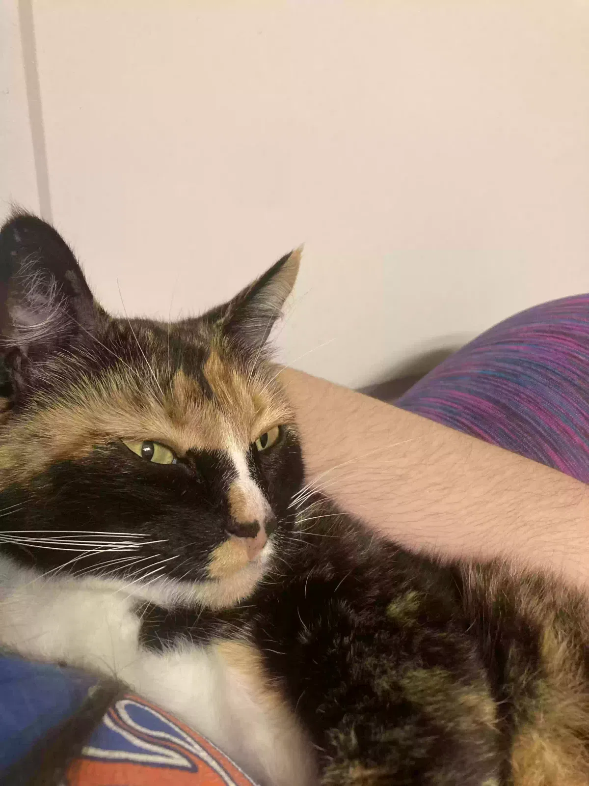 Lost cat in San Marcos, CA, 92078
