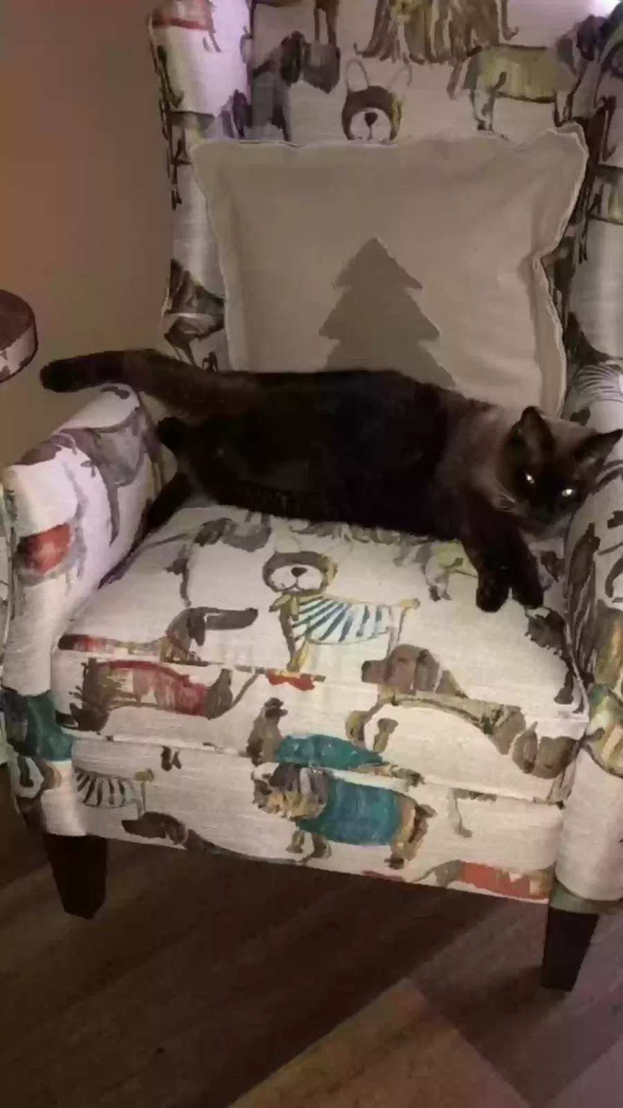 Lost cat in Jonesboro, AR, 72404