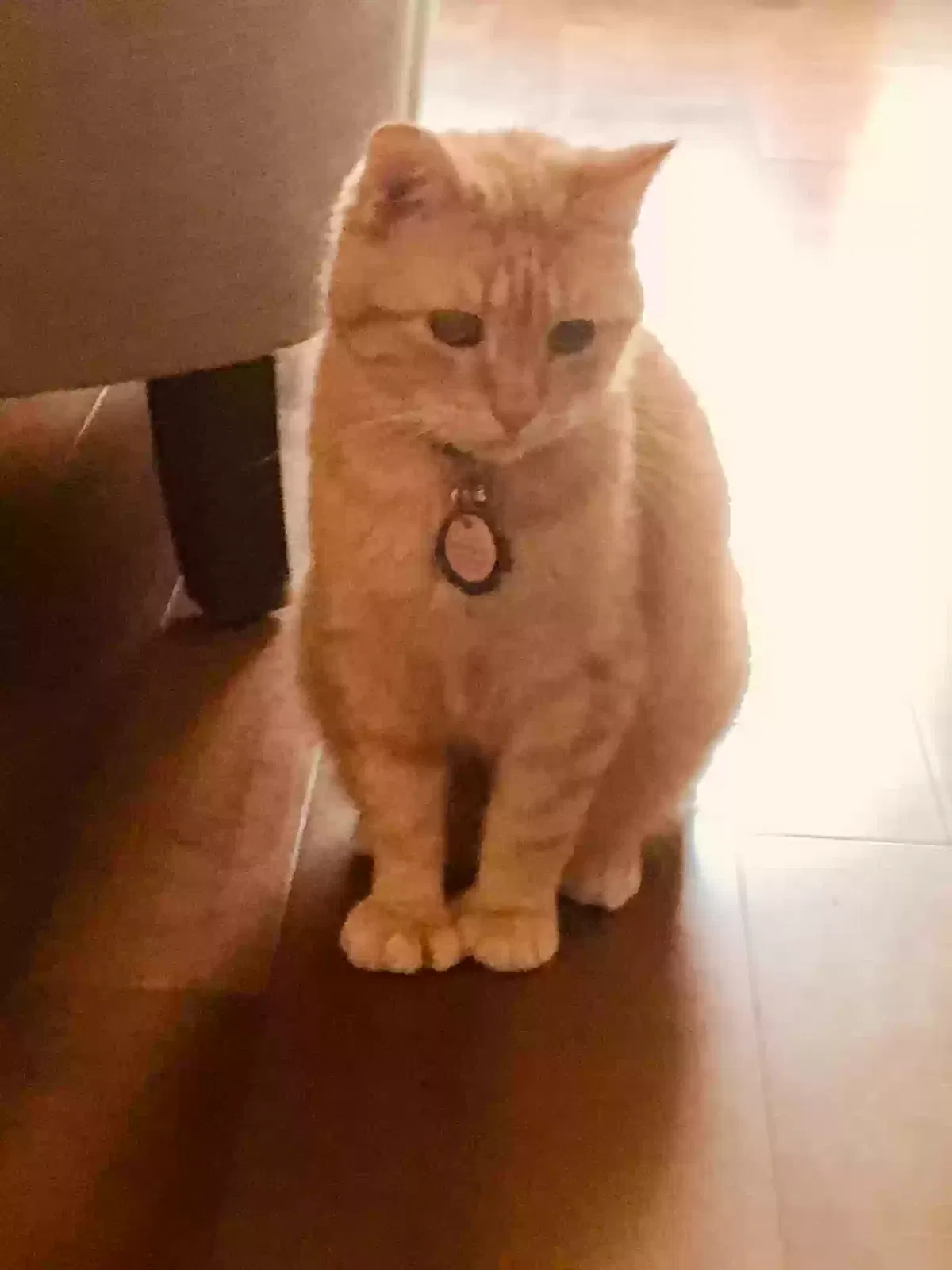 Lost cat in Columbus, OH, 43209
