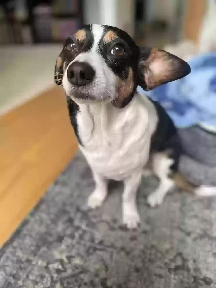 Lost dog in Duluth, GA, 30097