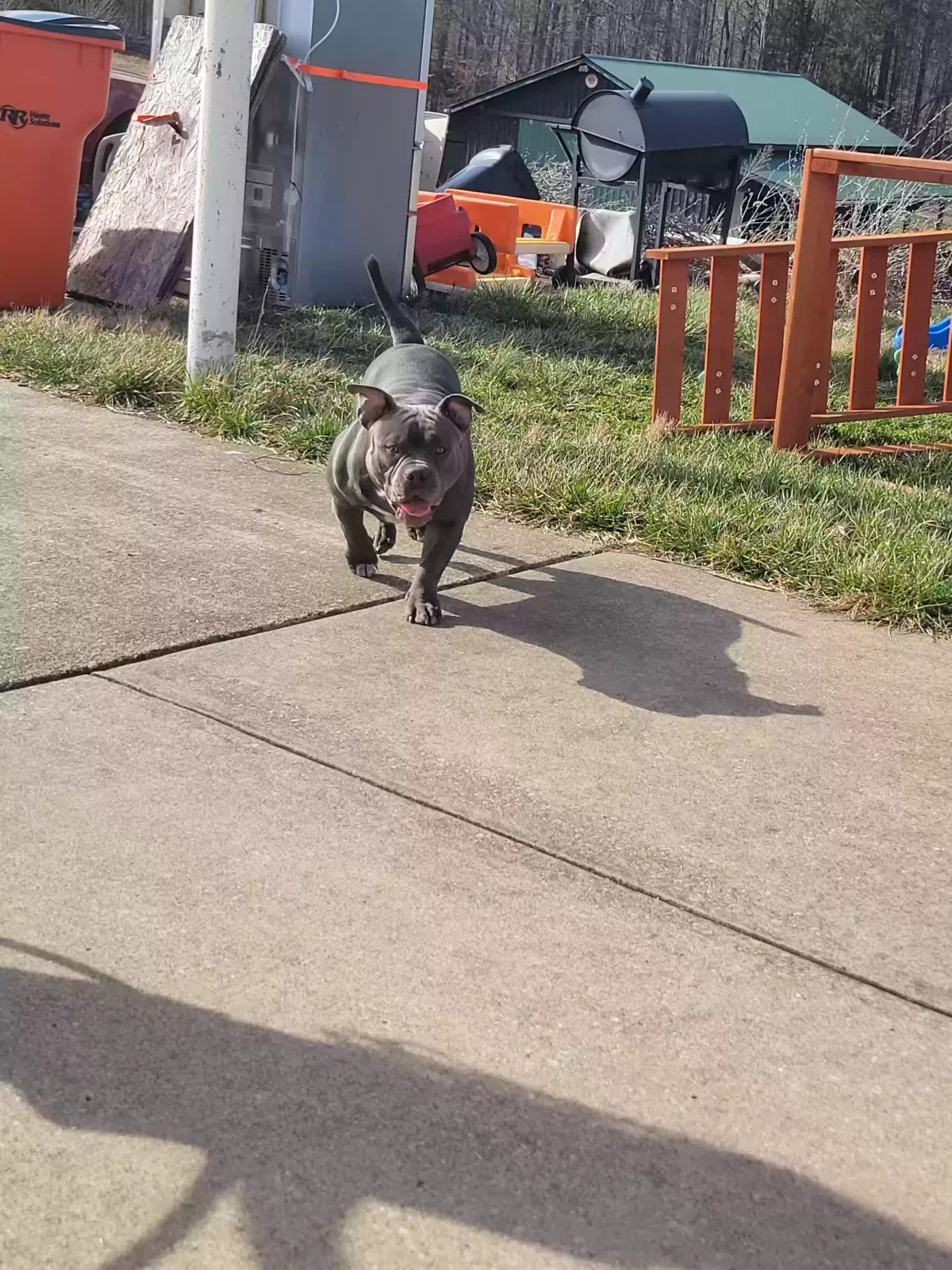 Lost dog in Rineyville, KY, 40162