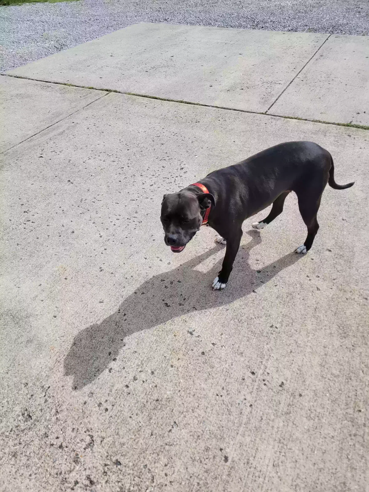 Lost dog in Rineyville, KY, 40162
