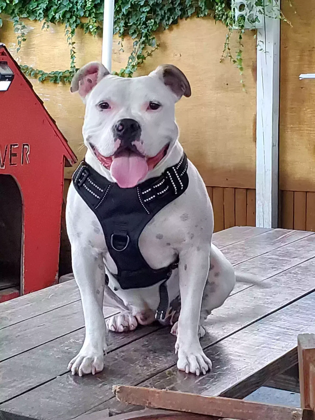 Lost dog in Springfield Gardens, NY, 11413