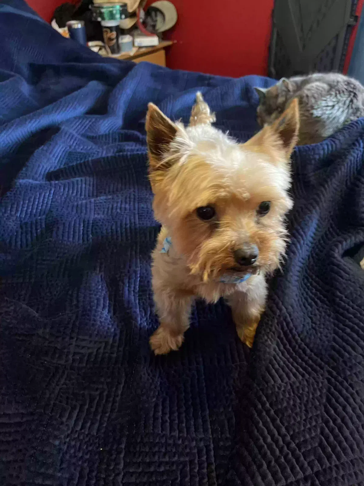 Lost dog in Sacramento, CA, 95829