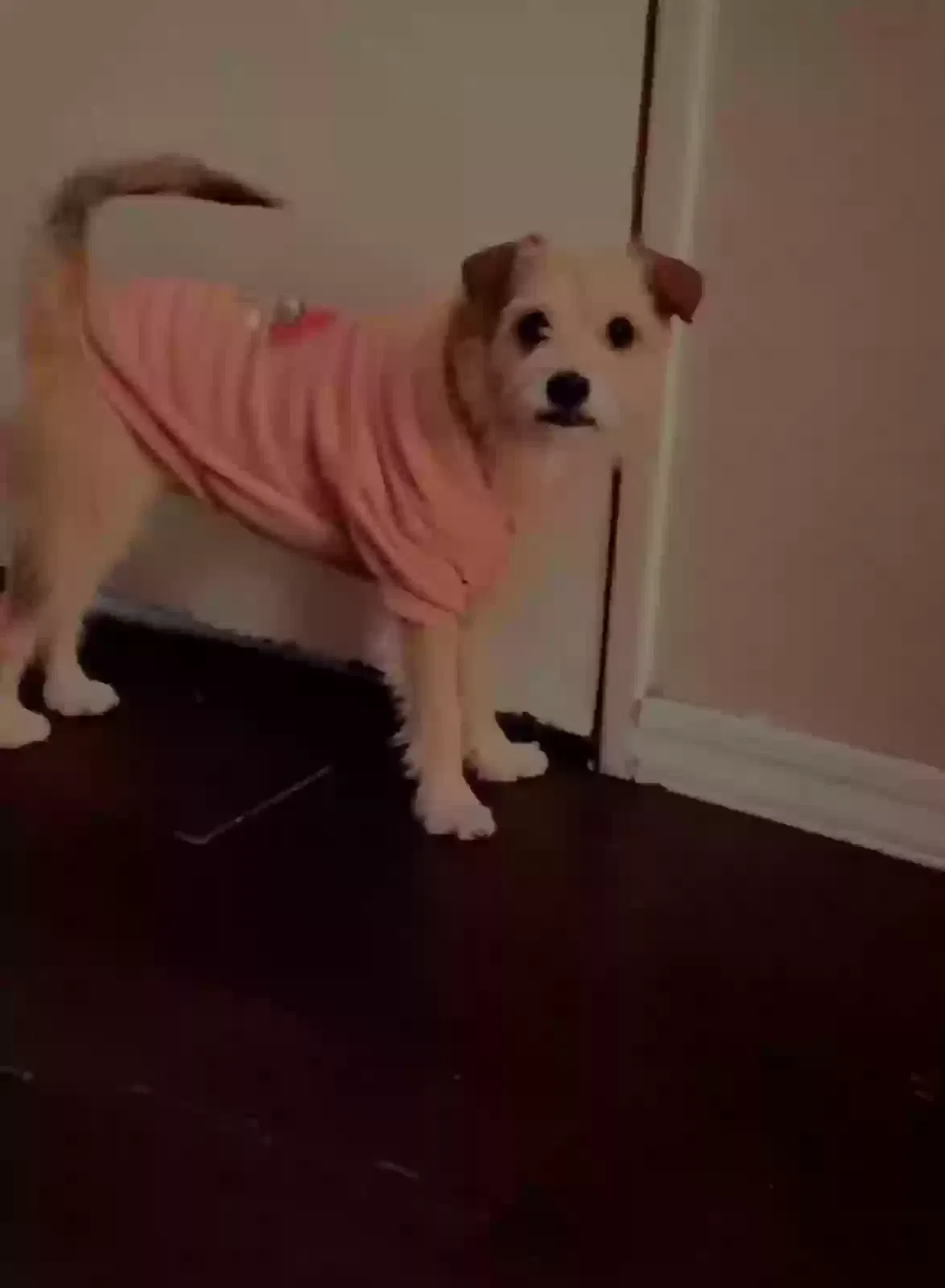 Lost dog in Phoenix, AZ, 85040