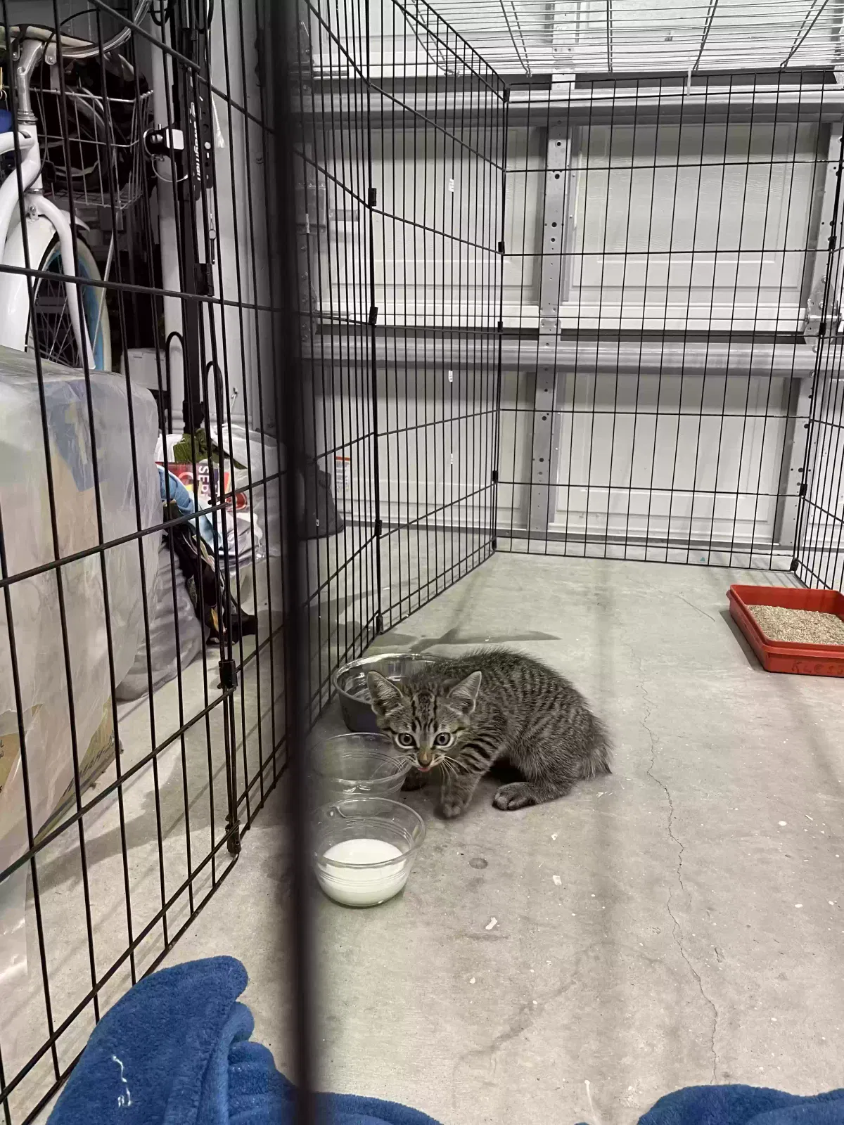 Found cat in Rockport, TX, 78382