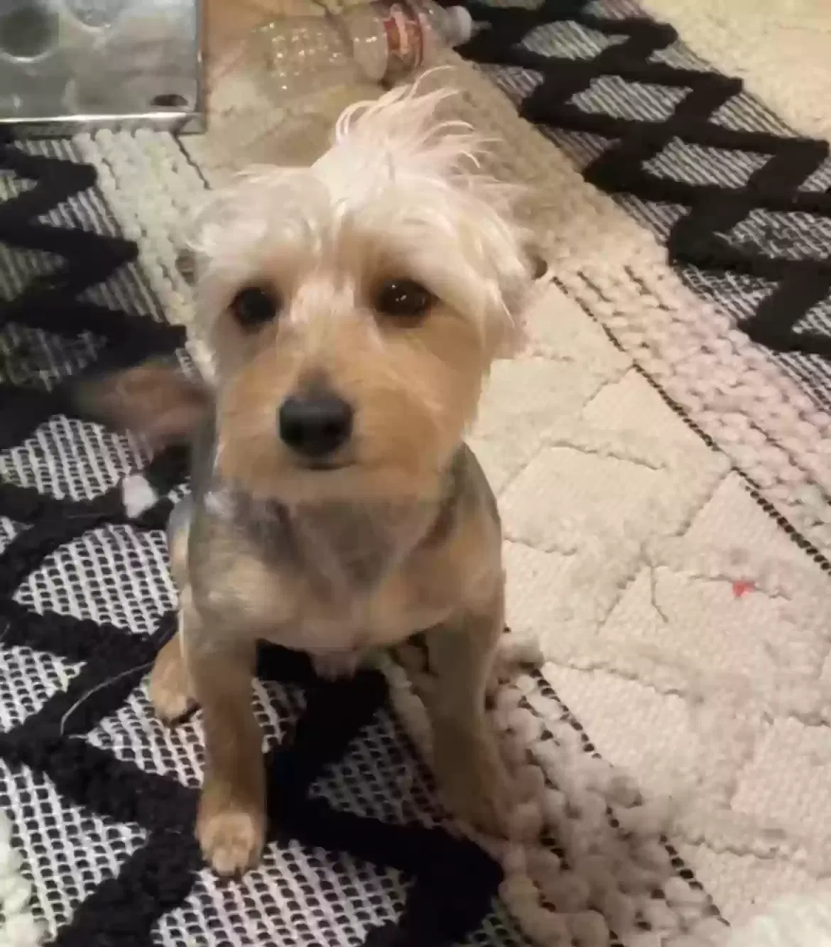 Lost dog in San Antonio, TX, 78258