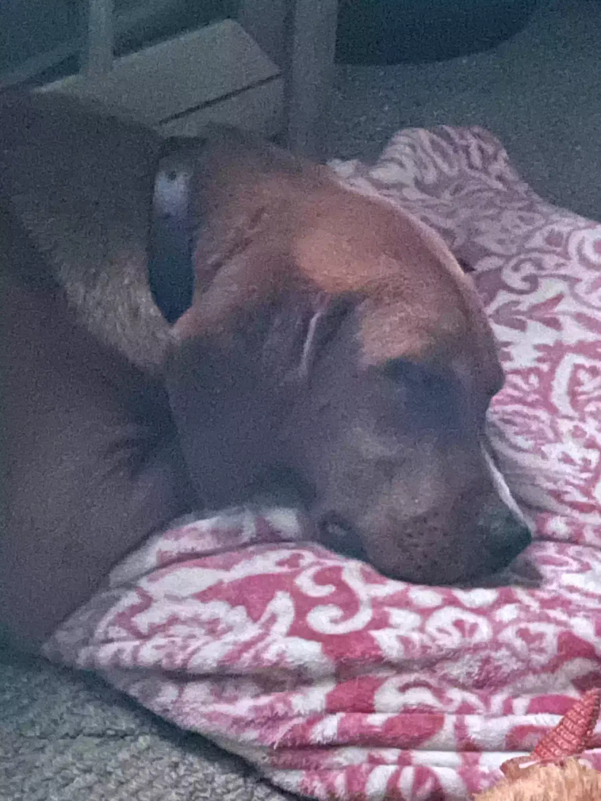 Found dog in Peru, IN, 46970