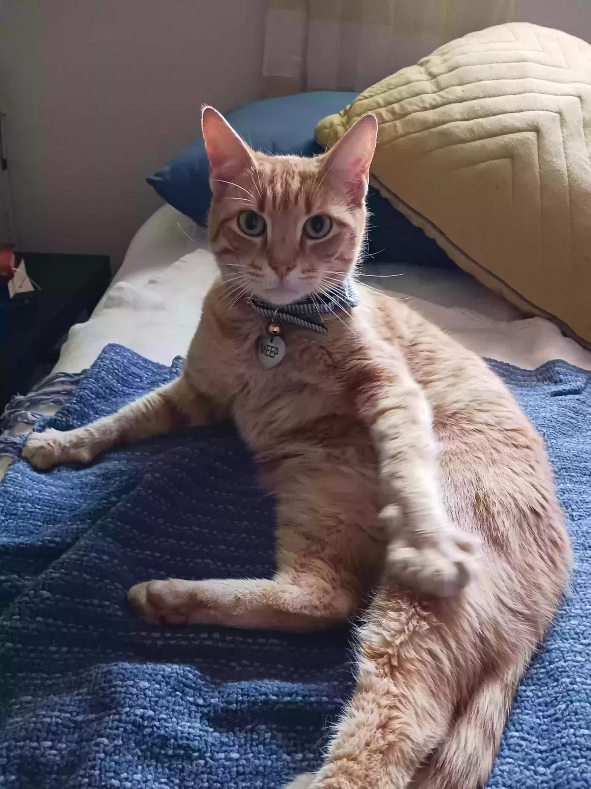 Lost cat in Huntingdon Valley, PA, 19006