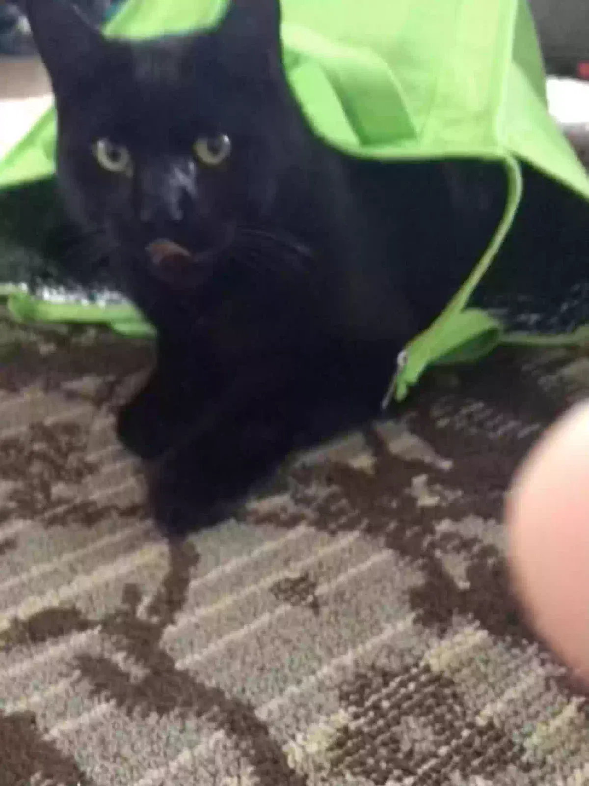 Lost cat in Bristol, PA, 19007