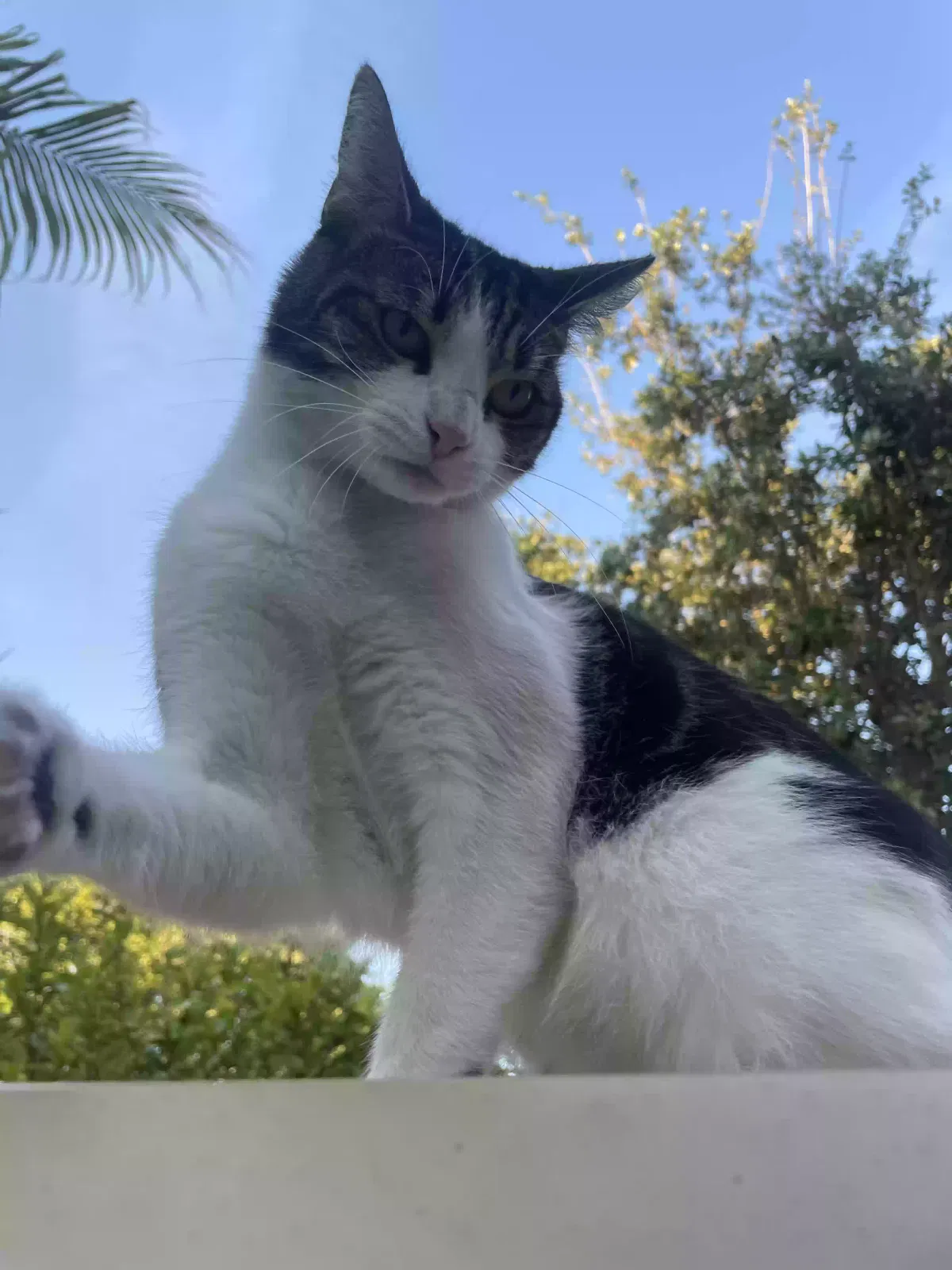 Lost cat in Homestead, FL, 33035