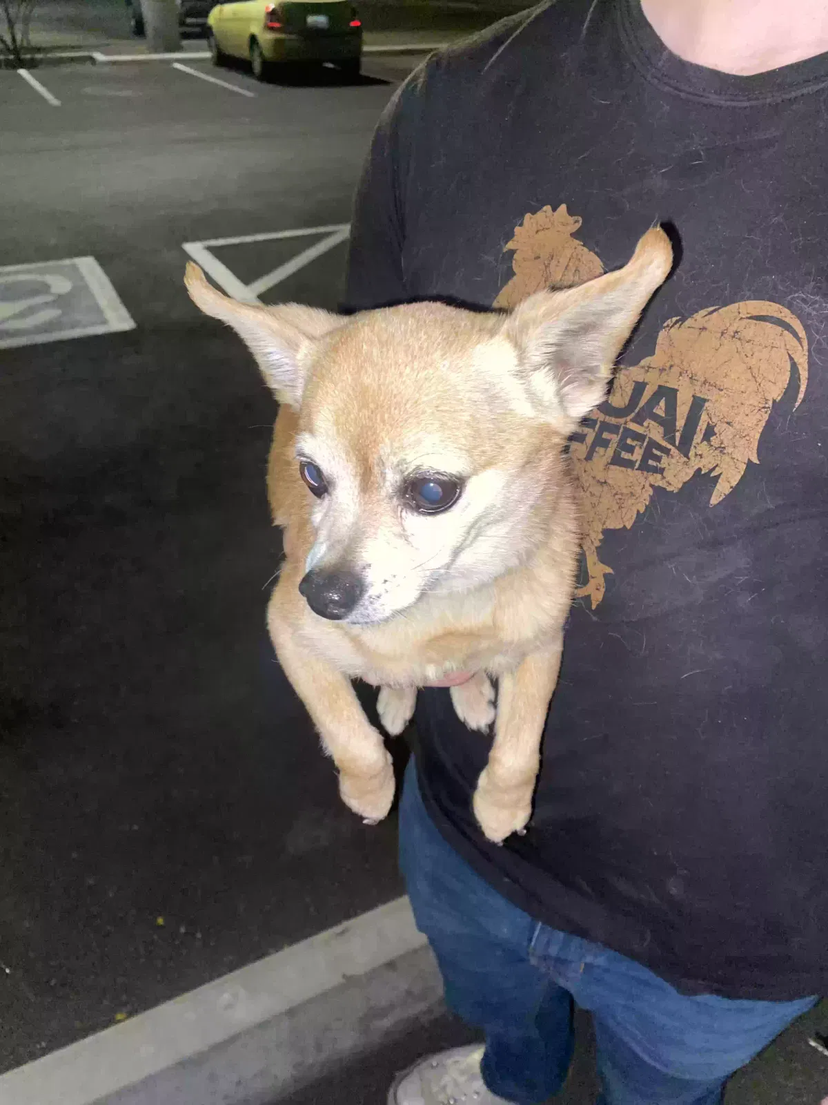 Found dog in Tucson, AZ, 85710