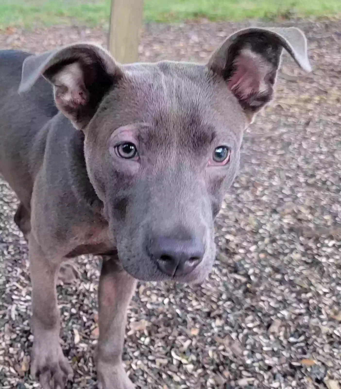 Found dog in Concord, NC, 28027