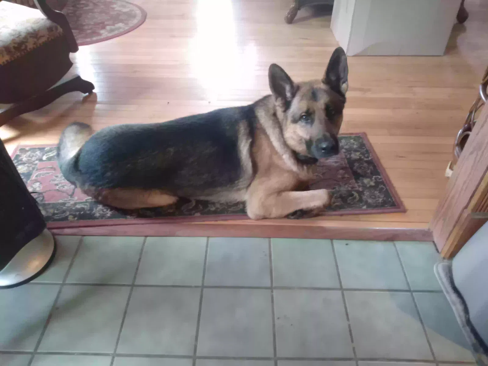 Lost dog in Valley City, OH, 44280