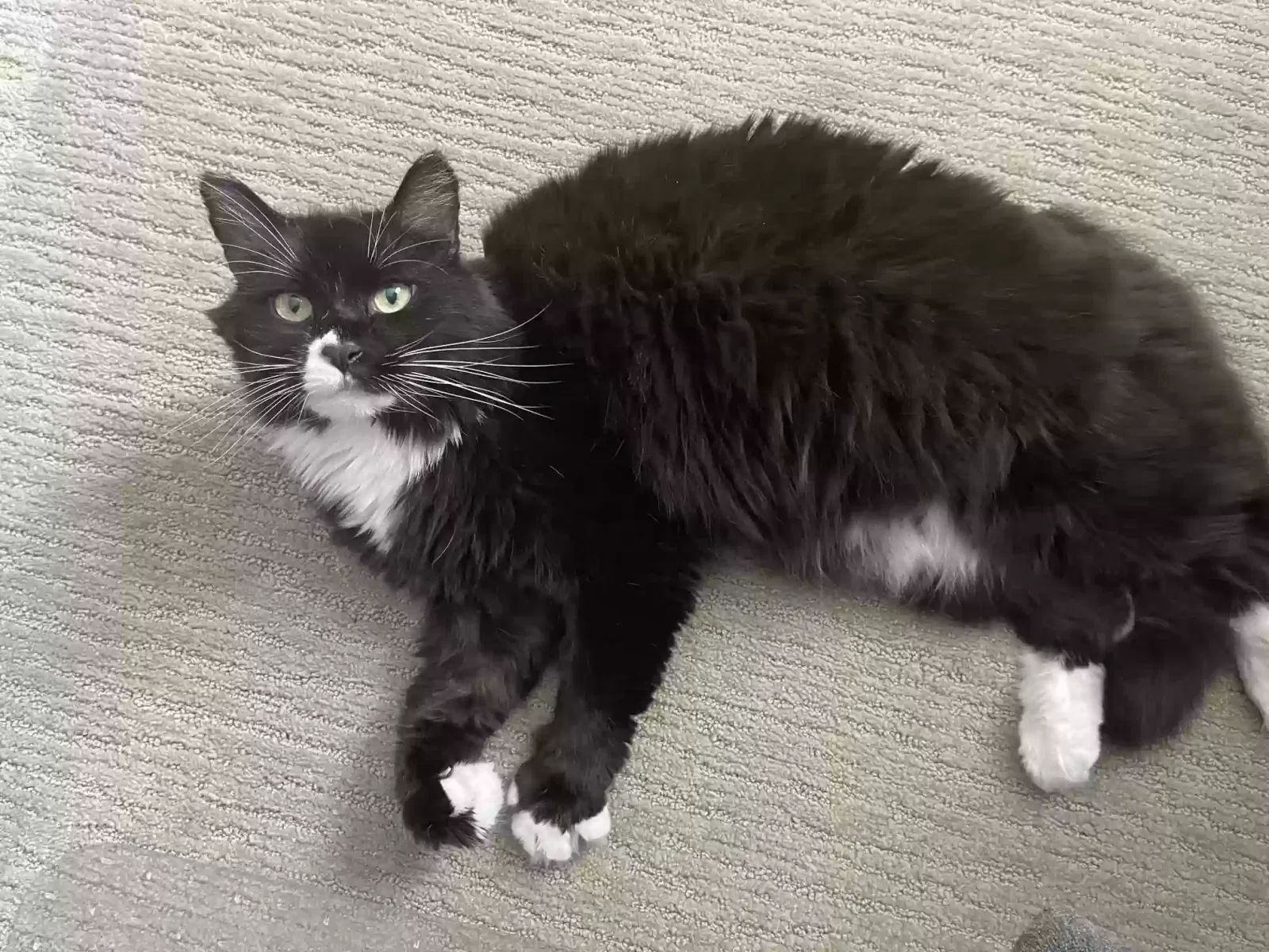 Lost cat in Huntersville, NC, 28078