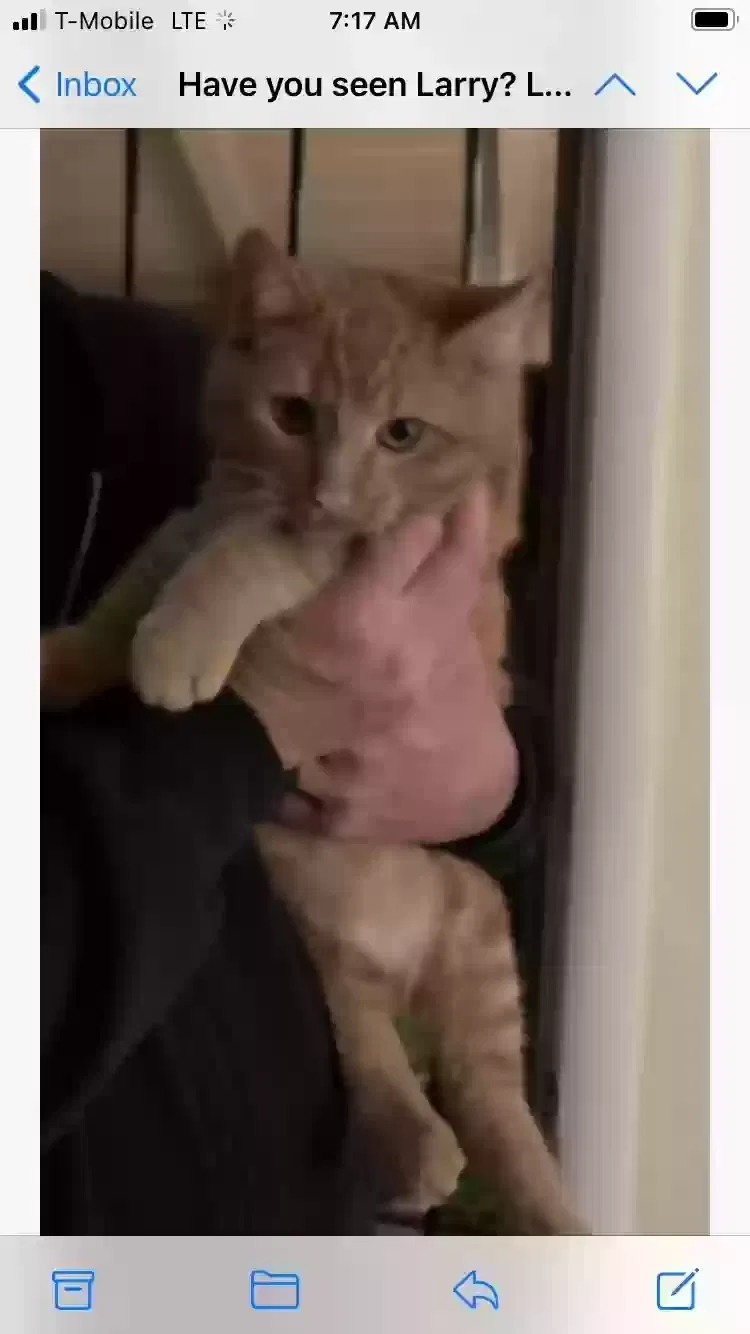 Lost cat in Mountain View, CA, 94043
