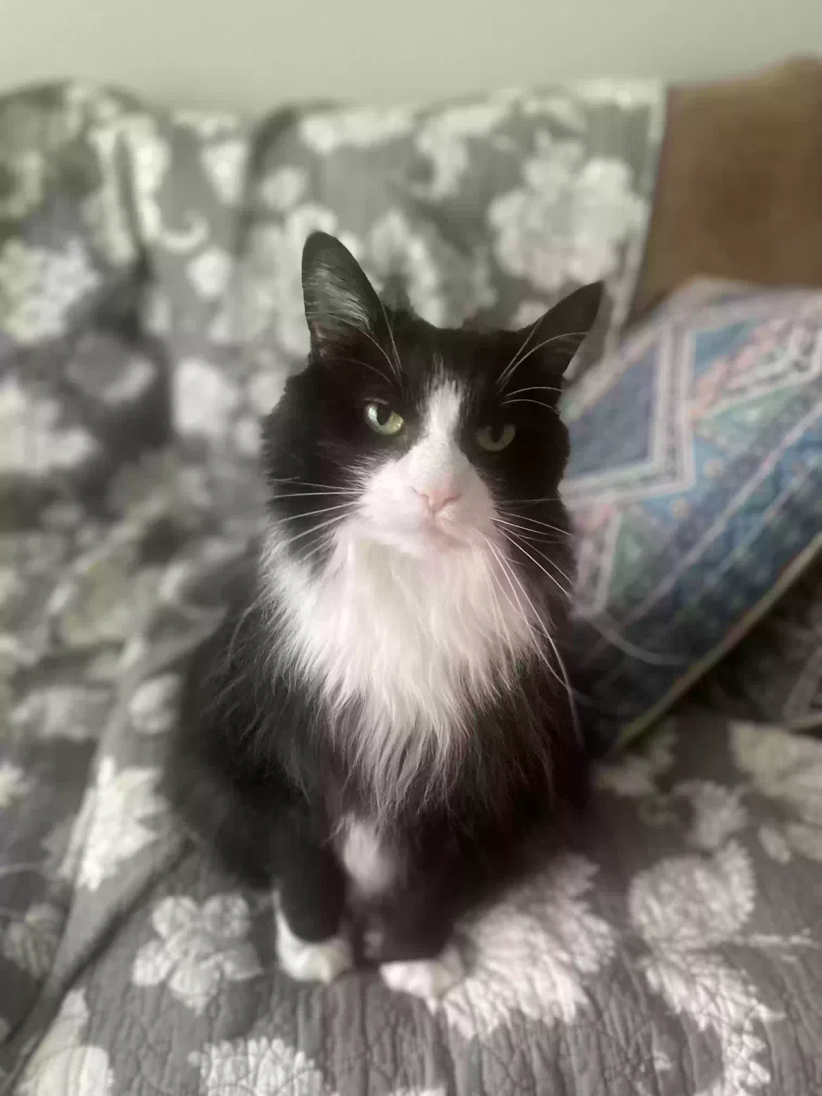 Lost cat in Cincinnati, OH, 45248