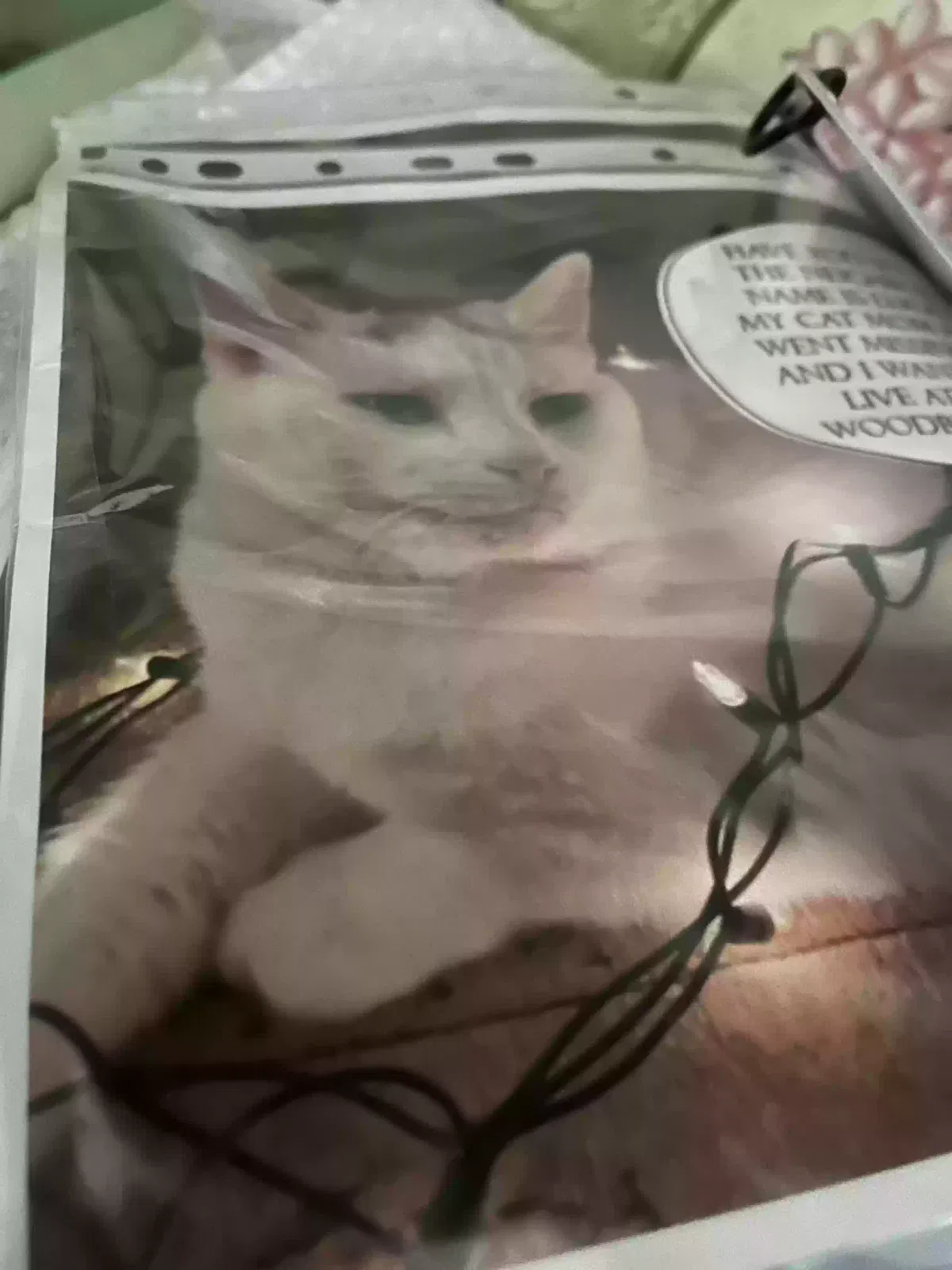 Found cat in Woodbury Heights, NJ, 8097