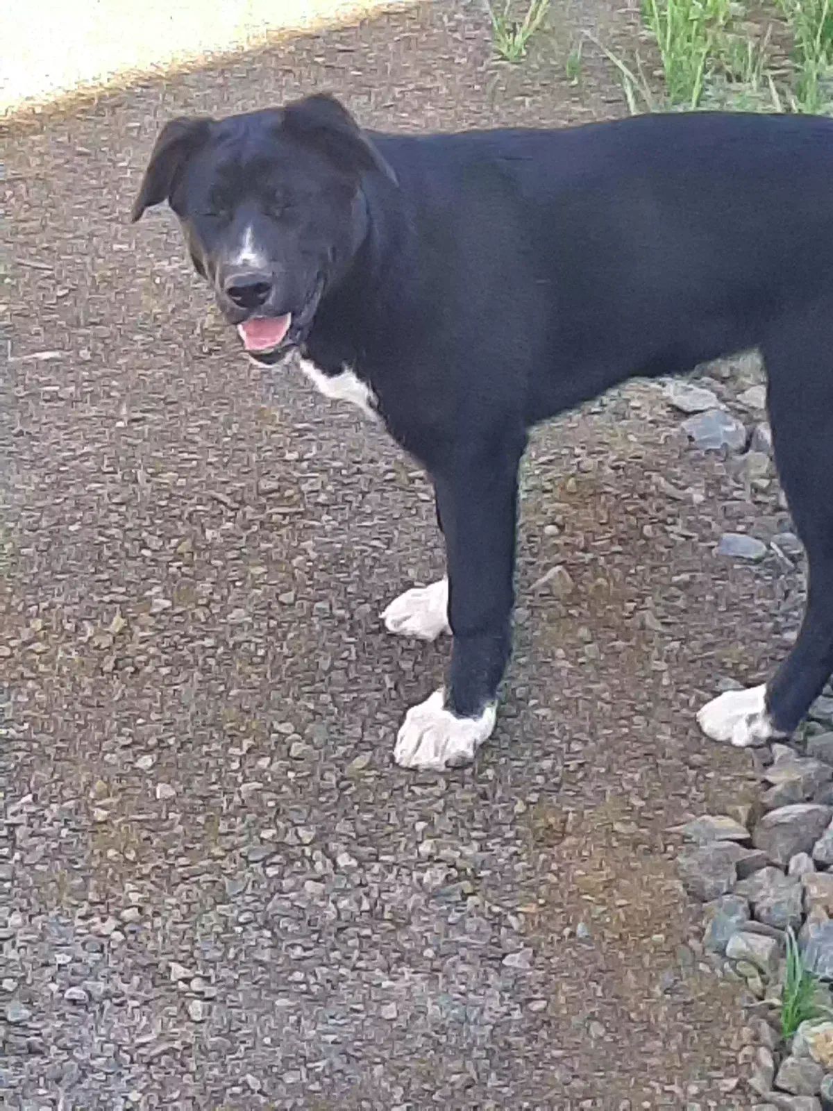 Found dog in Yakima, WA, 98908