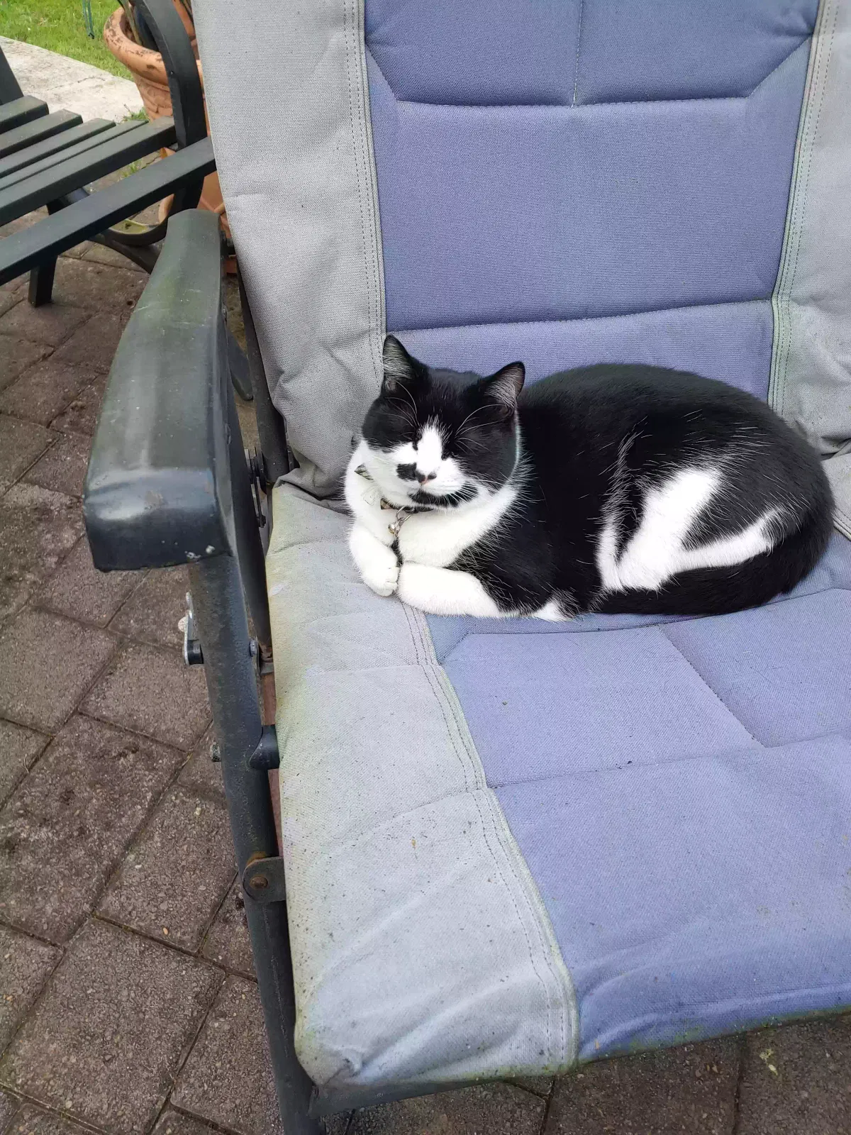Lost cat in Salem, OR, 97302