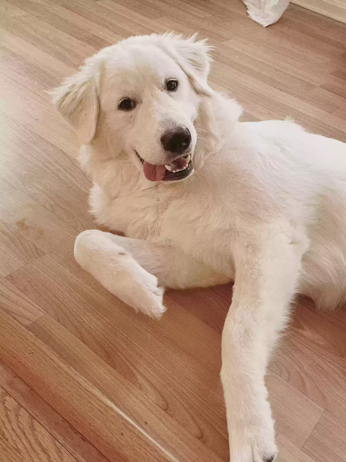 Lost dog in Winston Salem, NC, 27127