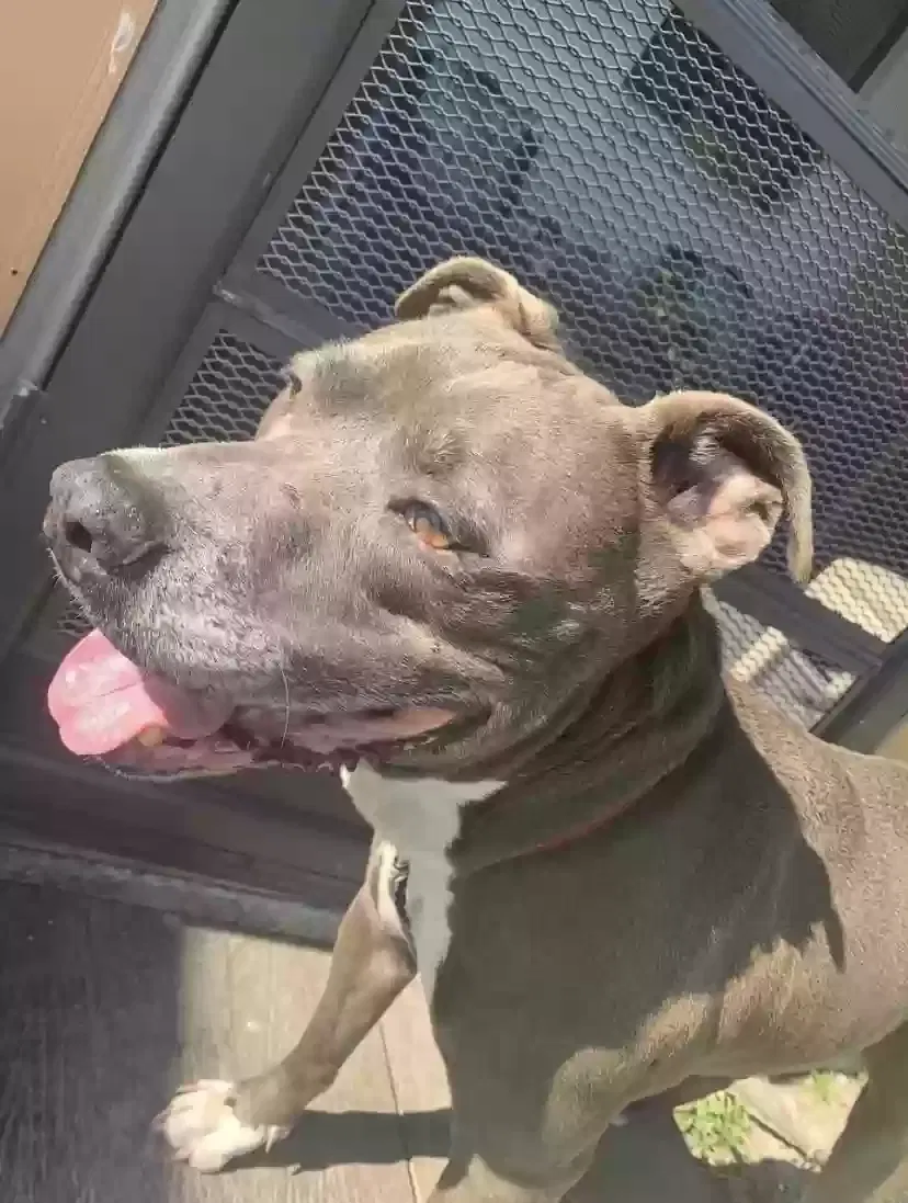 Lost dog in Cocoa, FL, 32922