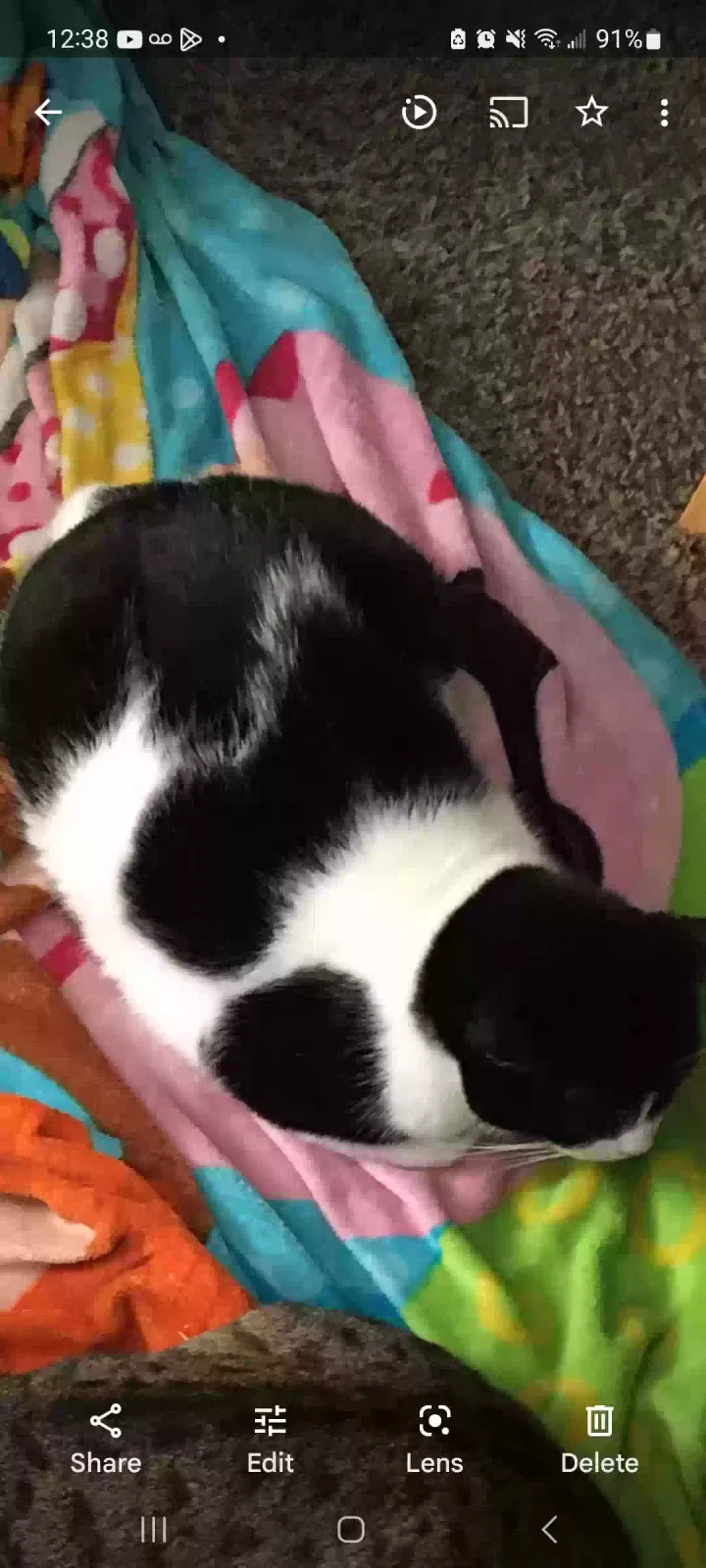 Lost cat in Menno, SD, 57045