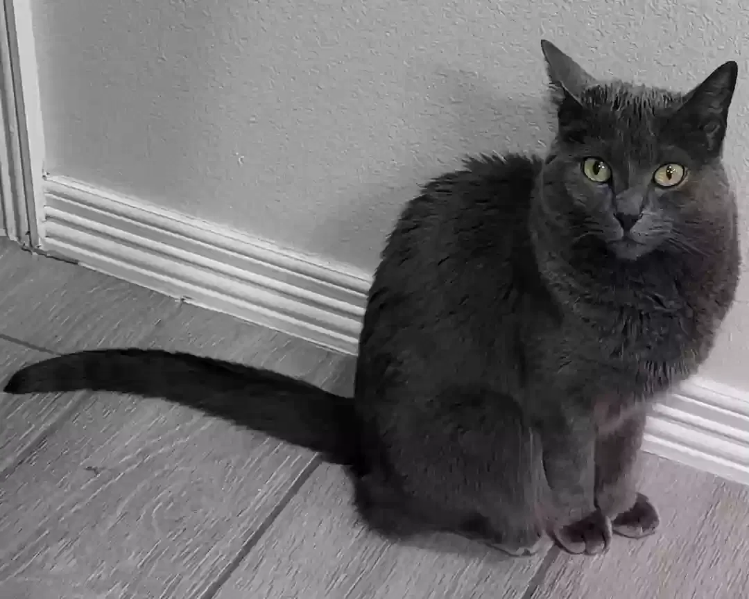 Lost cat in Edinburg, TX, 78541