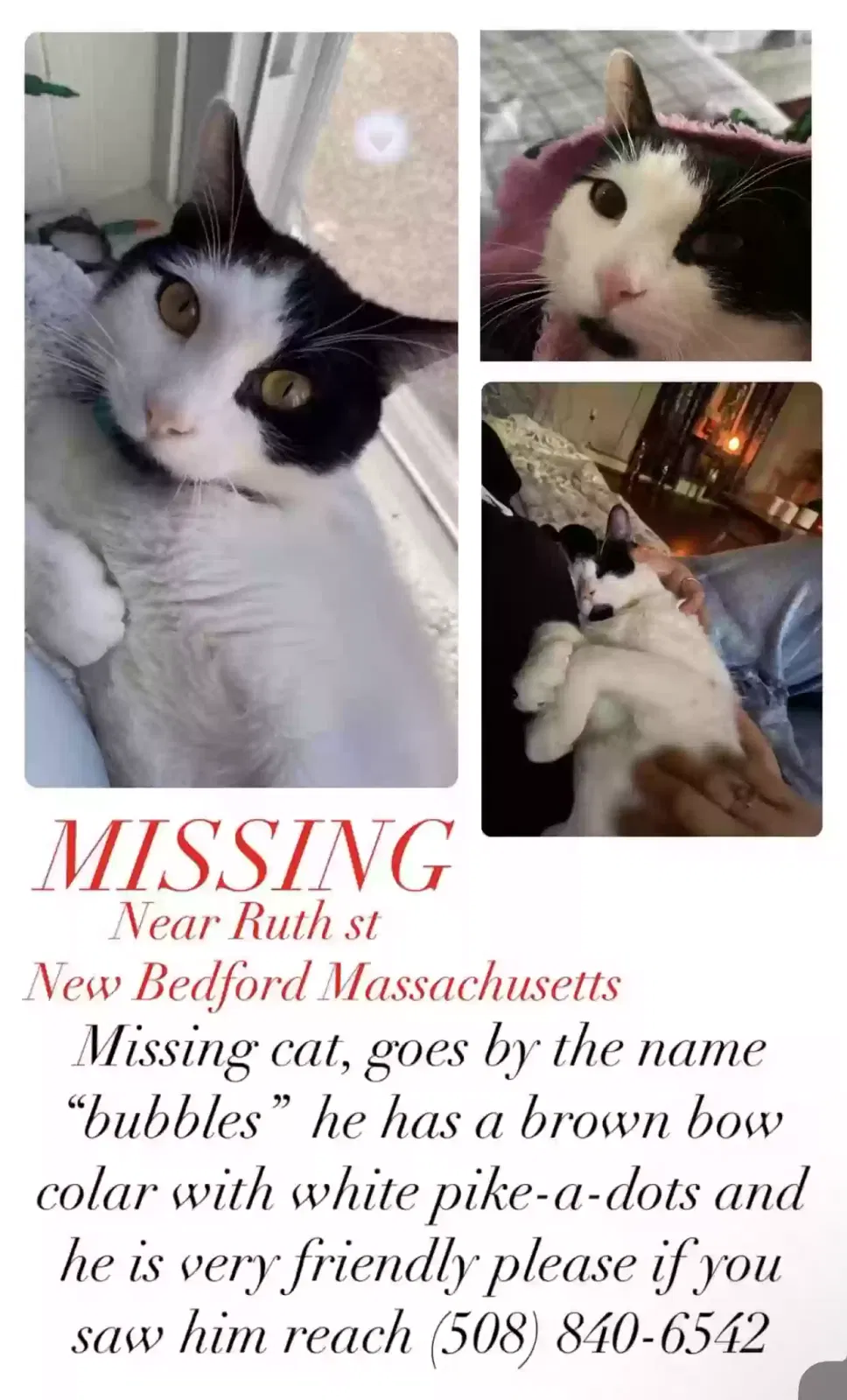 Lost cat in New Bedford, MA, 2744