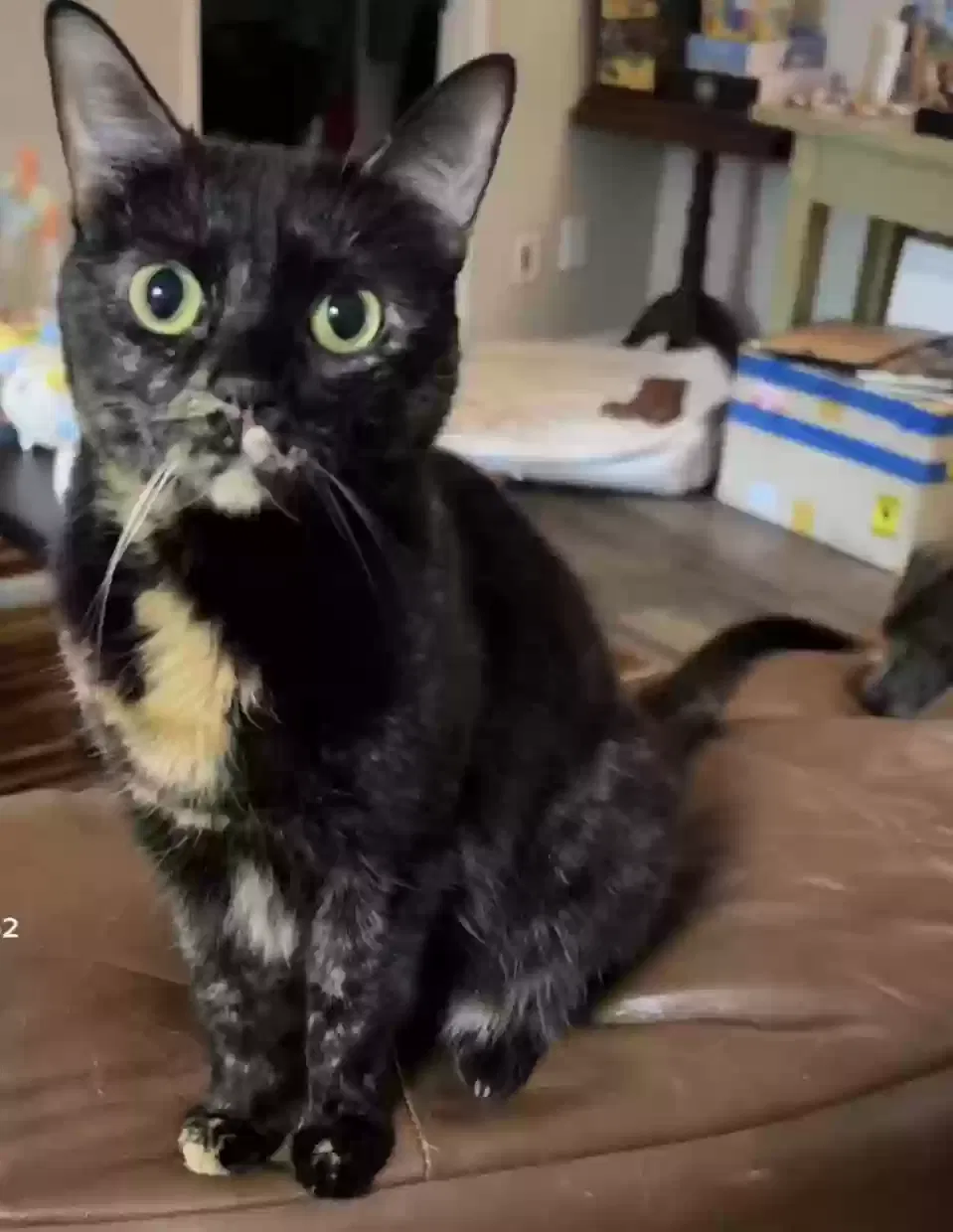 Lost cat in Santa Ana, CA, 92705