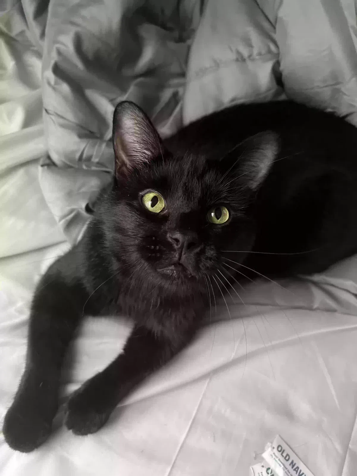 Lost cat in Independence, MO, 64052