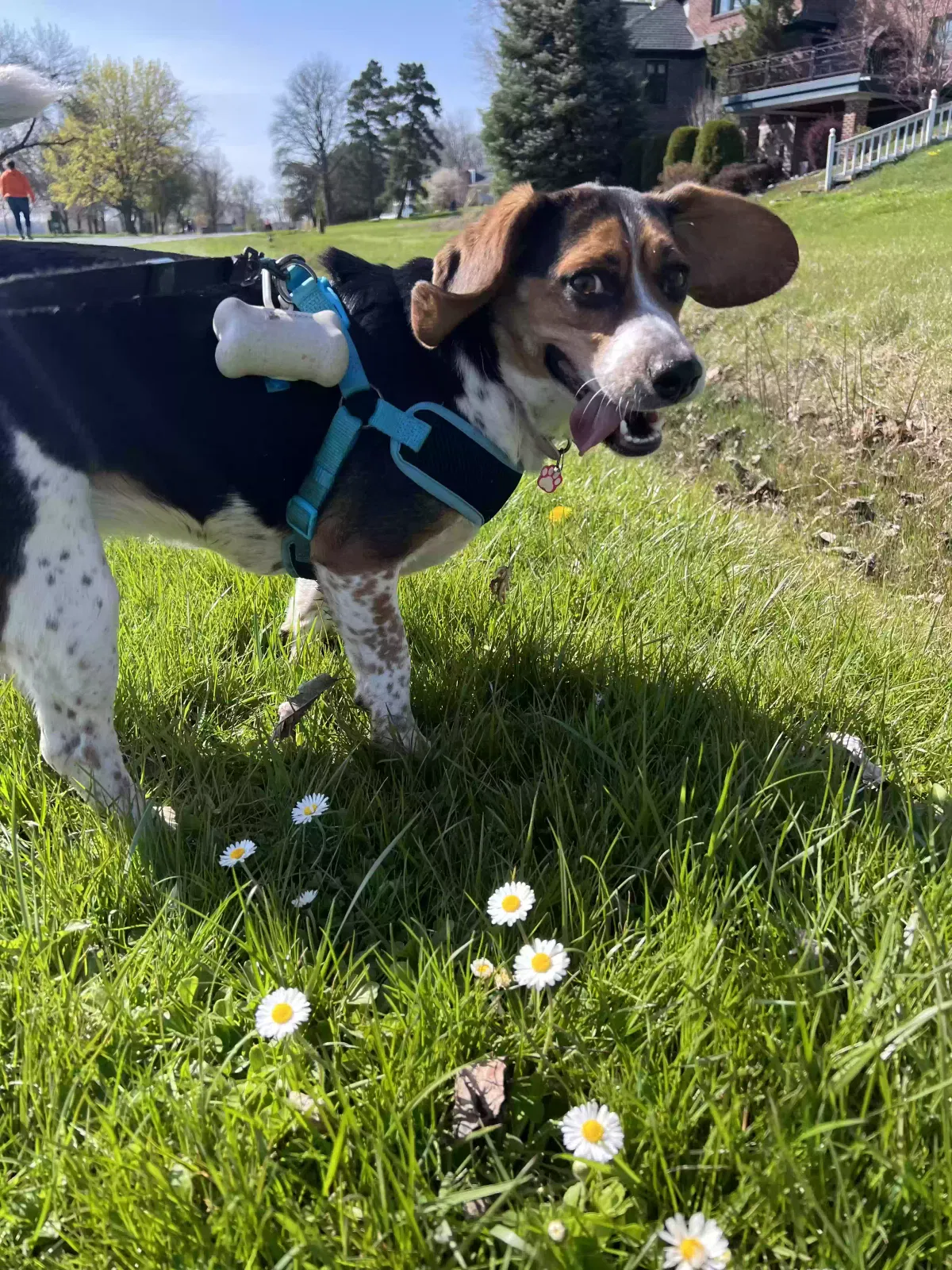 Lost dog in Syracuse, NY, 13204