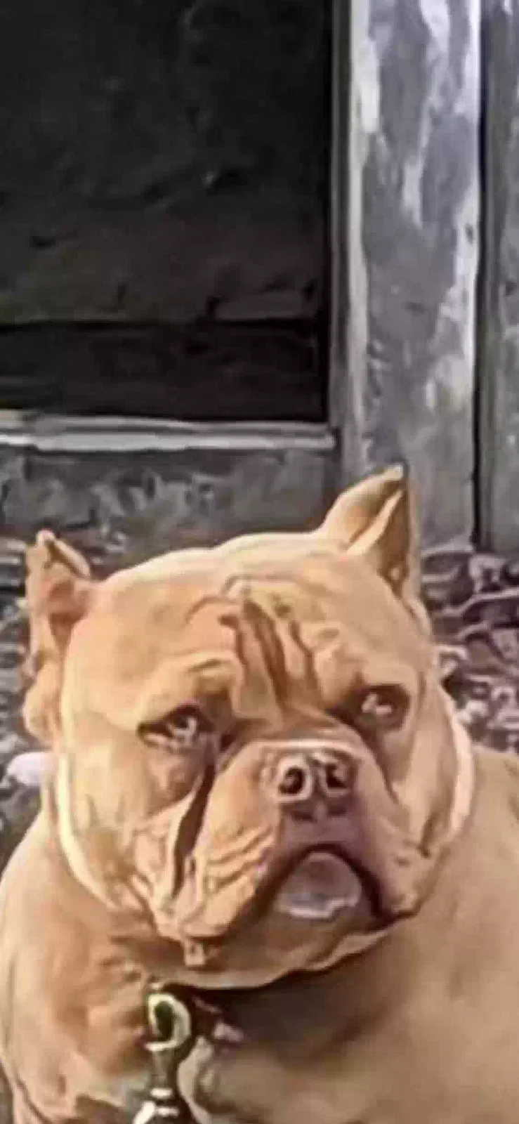 Lost dog in Ansonville, NC, 28007