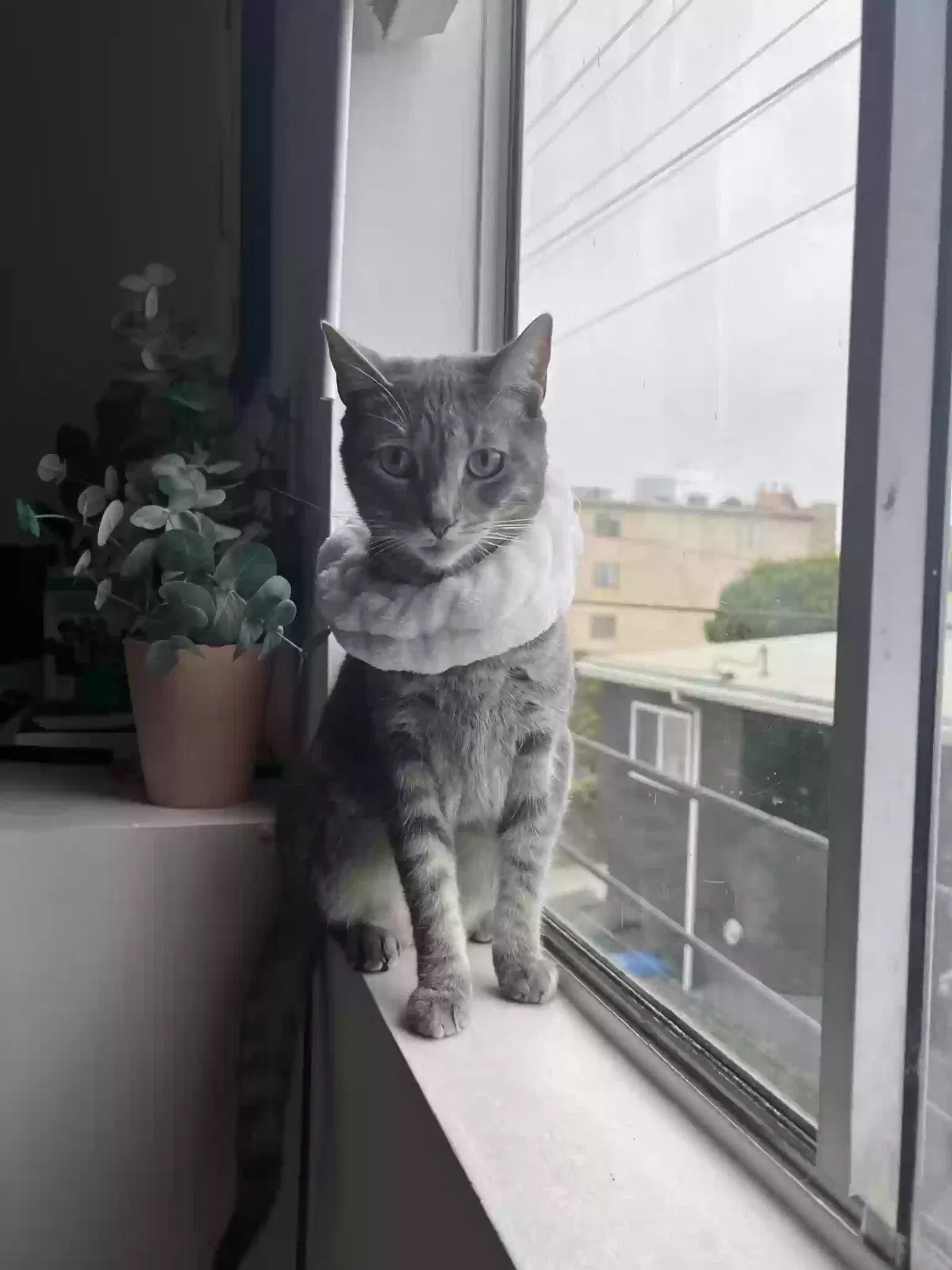Lost cat in Los Angeles, CA, 90025