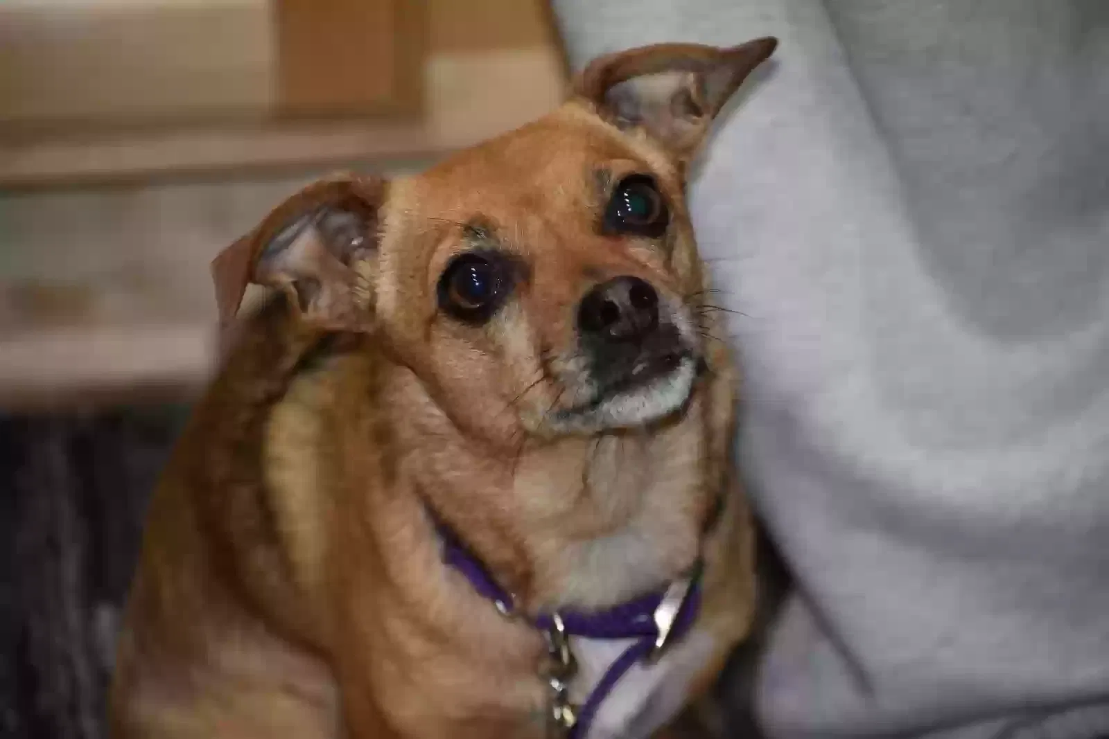 Lost dog in Coeur D Alene, ID, 83815