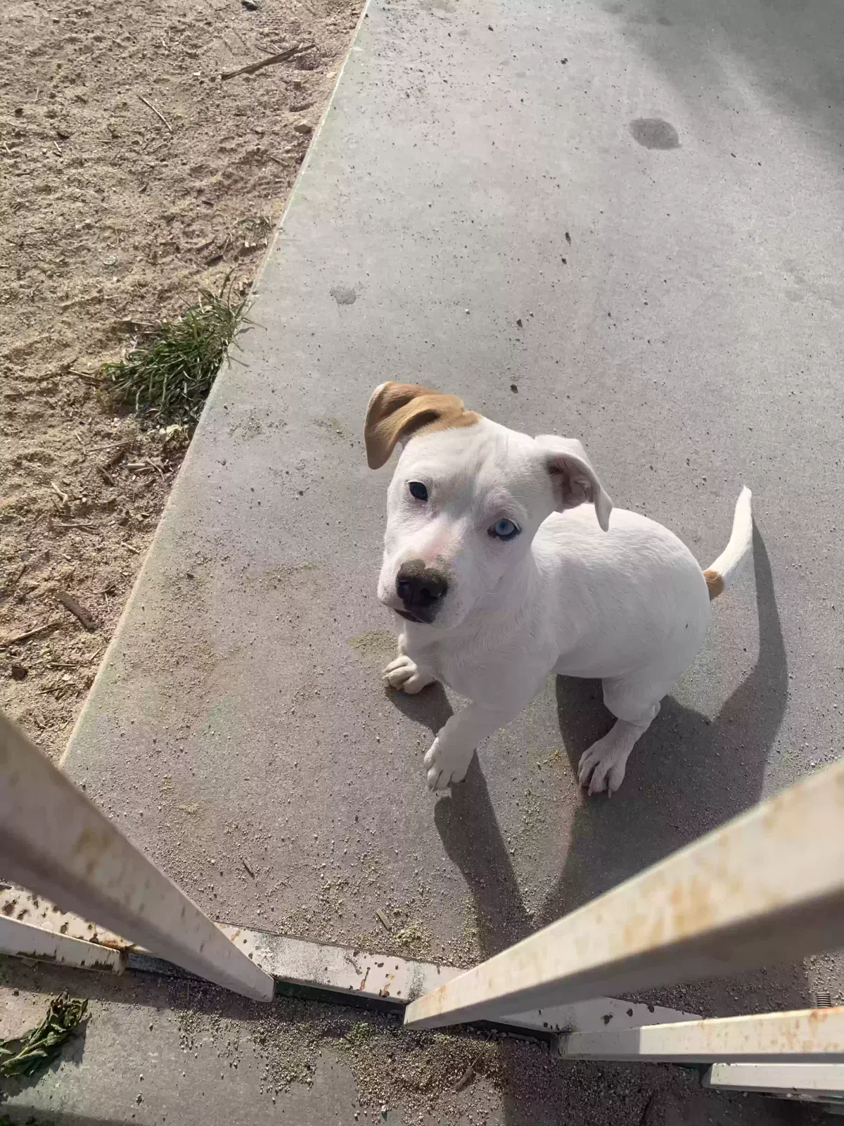 Lost dog in Hesperia, CA, 92345