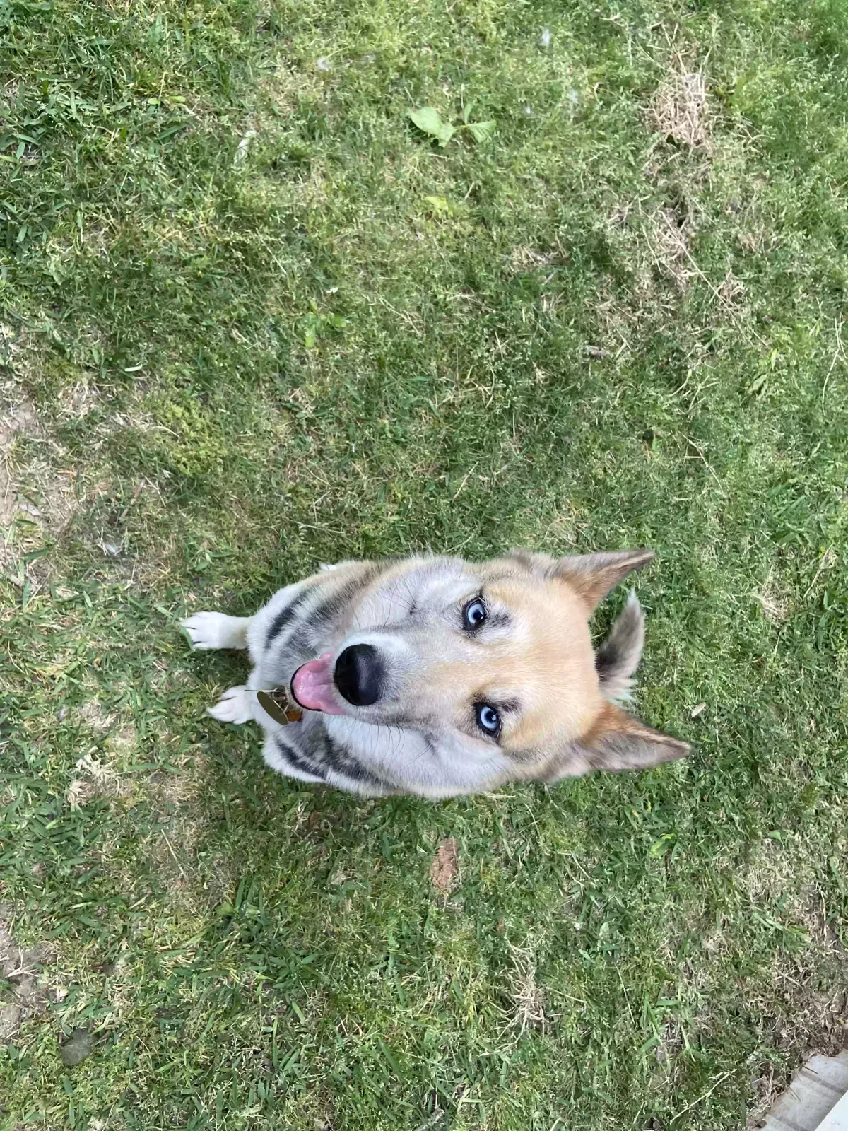 Lost dog in Balch Springs, TX, 75180
