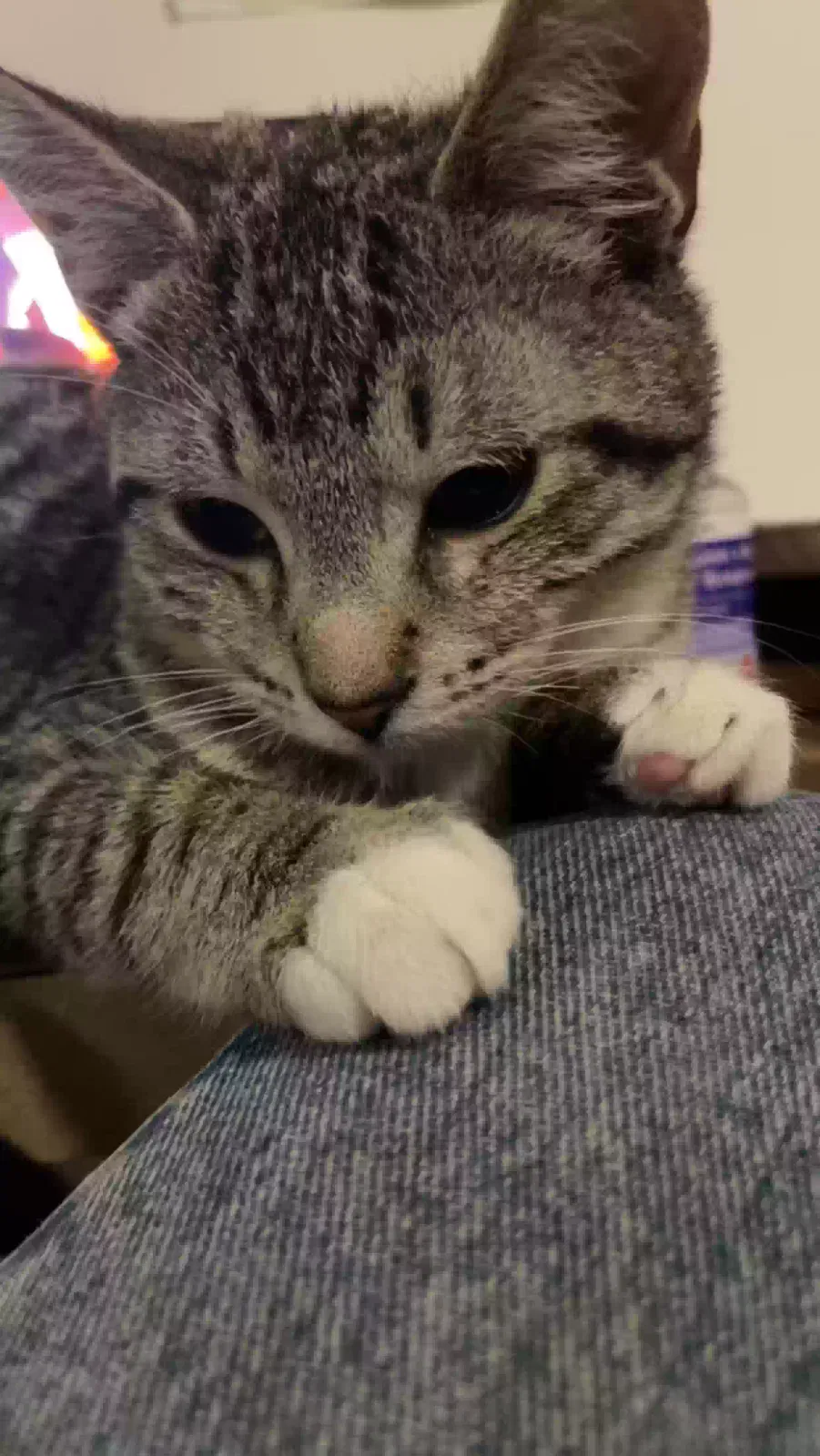 Lost cat in Clearwater, FL, 33761