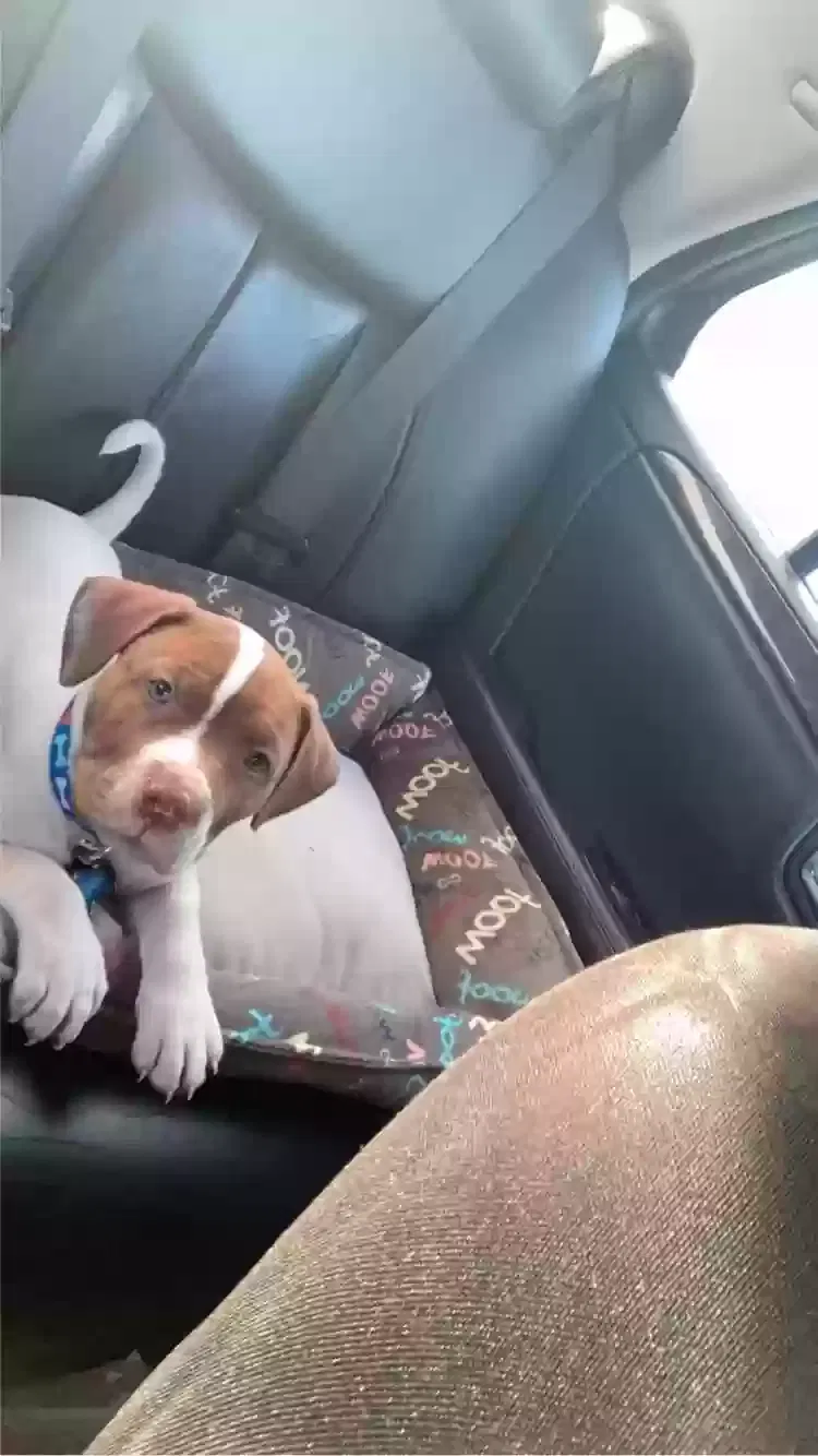 Lost dog in Orlando, FL, 32825